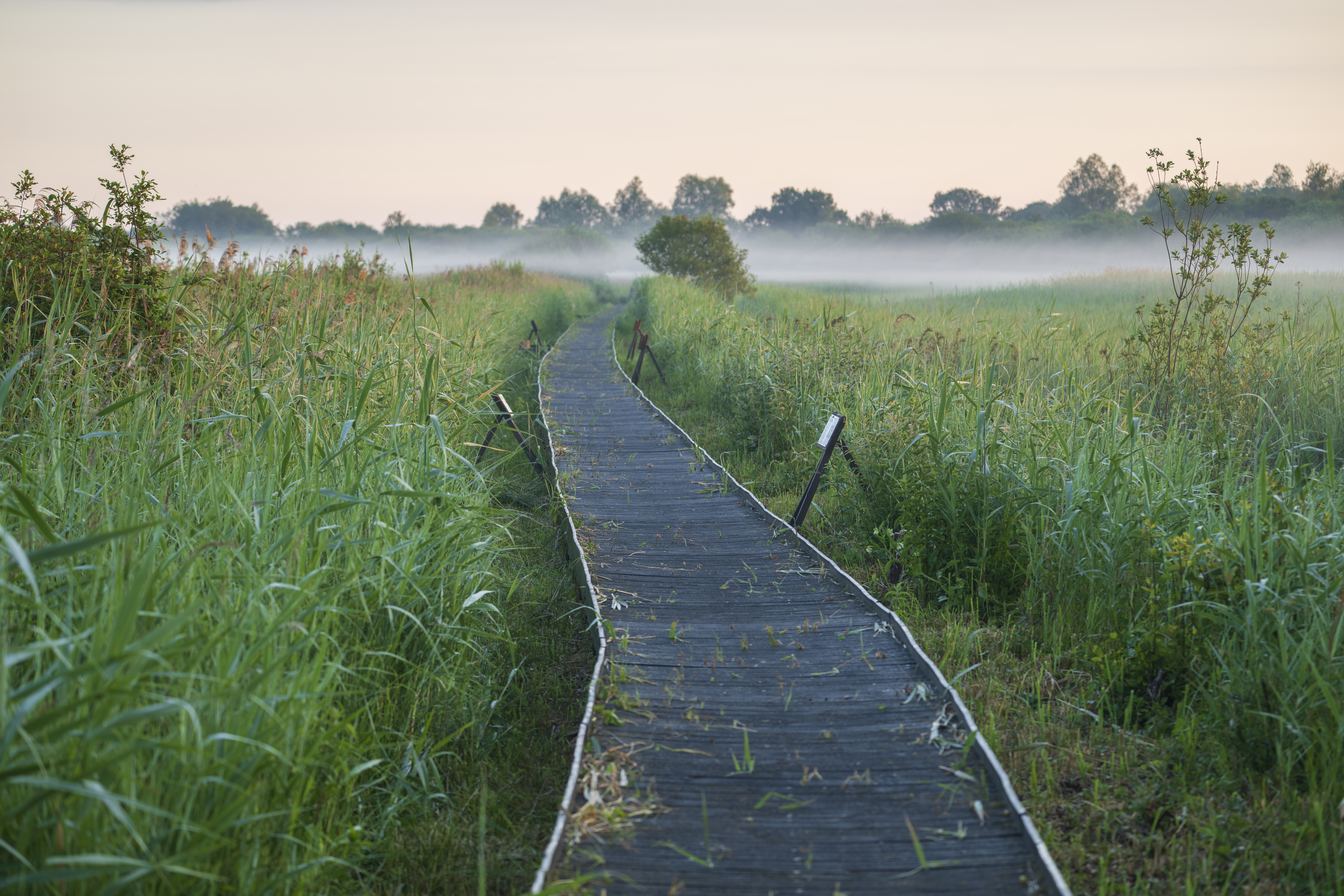 A boardwalk leads through the Fen in morning mist 