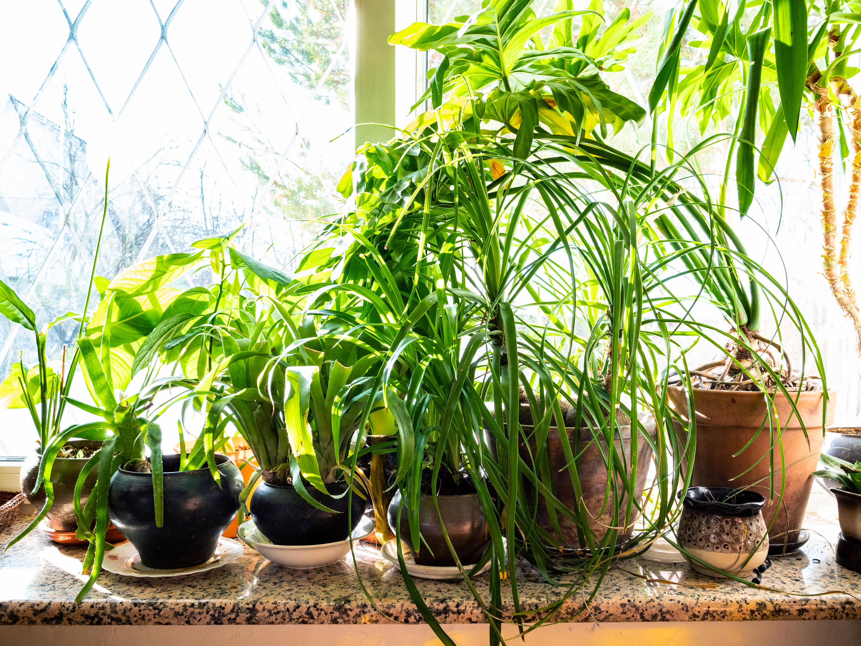 Various green houseplants on window sill