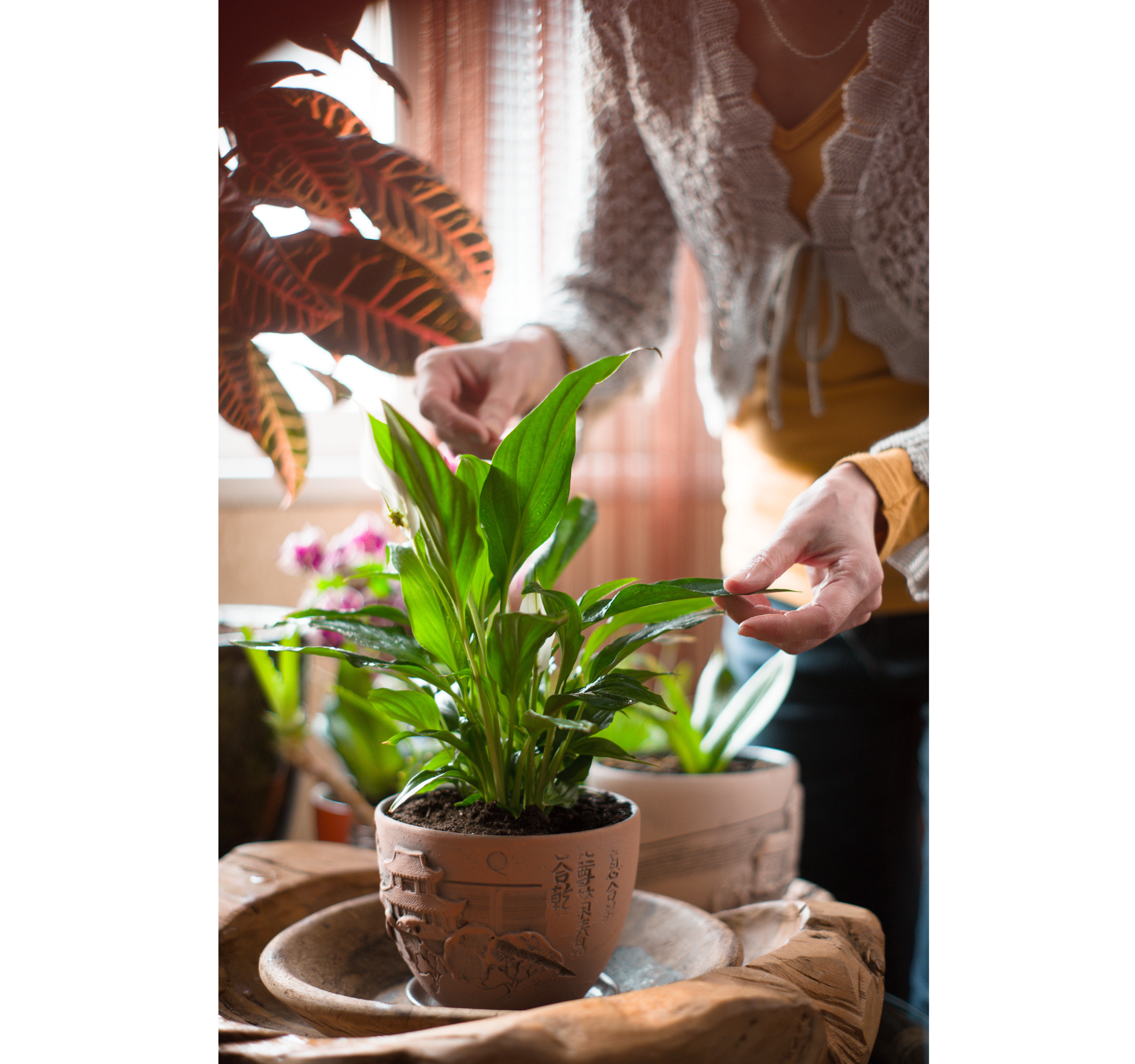 Woman caring for a houseplant