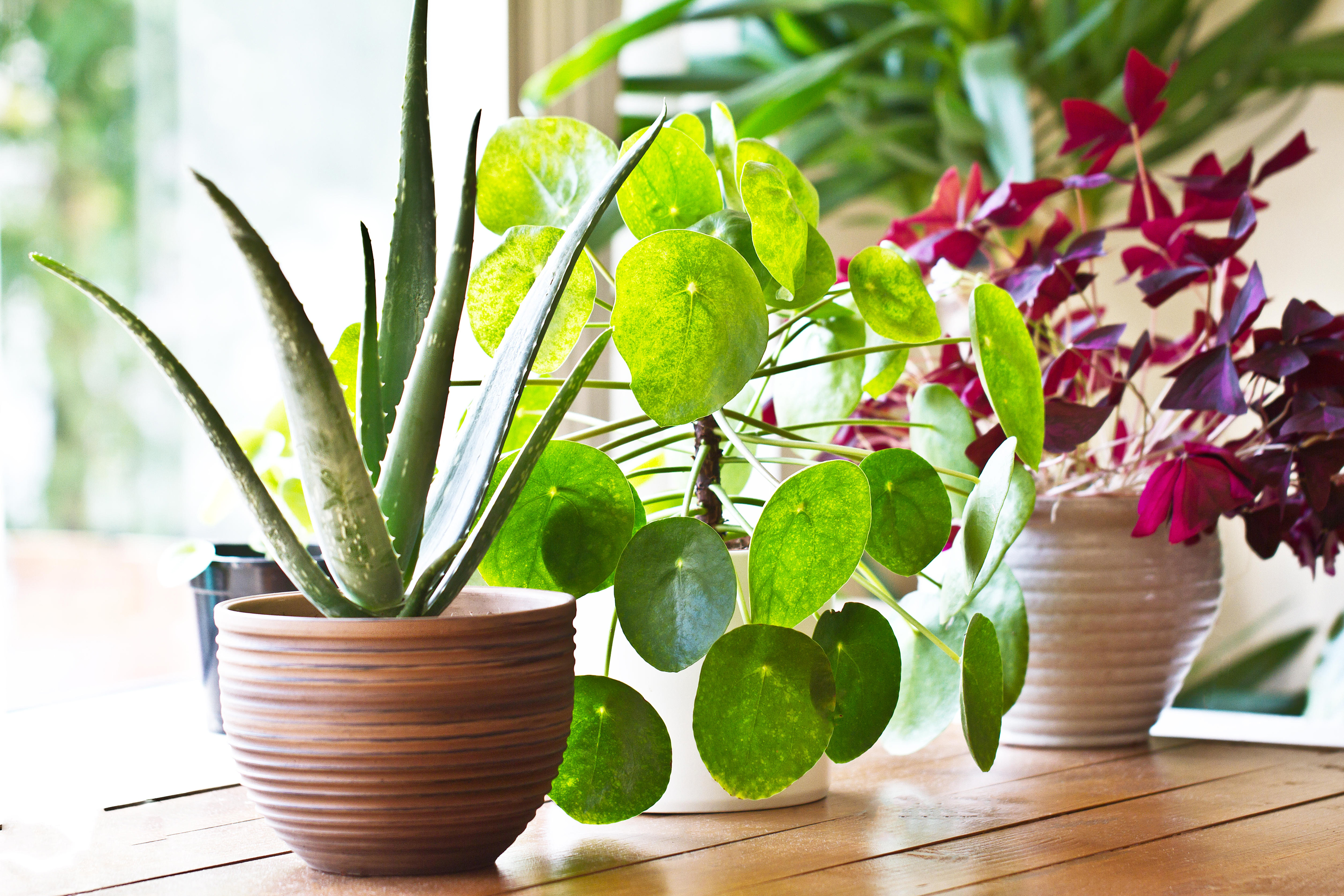 Houseplants on sunny windowsill