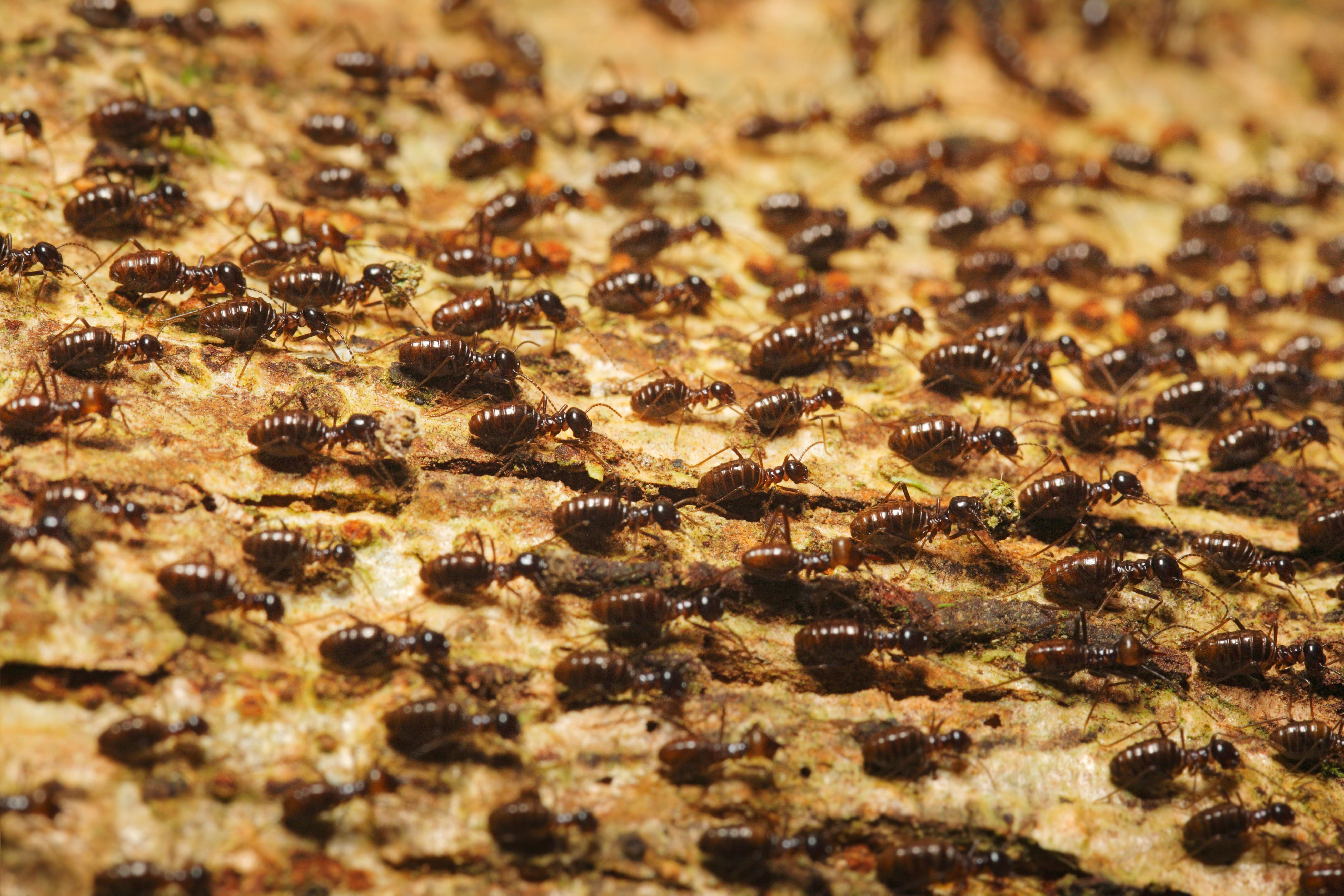 Swarming termites