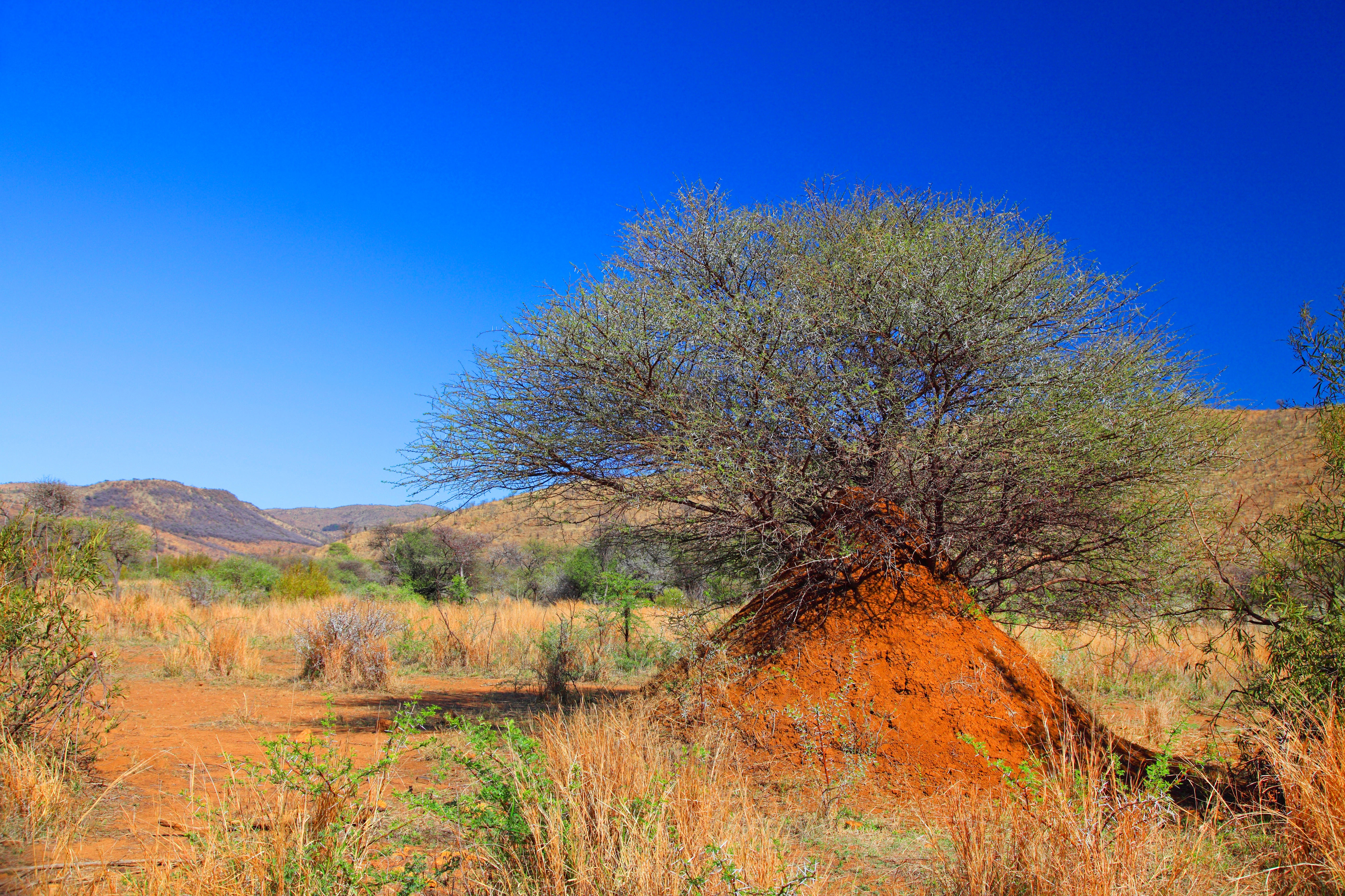 A termite mound with vegetation growing out of the top