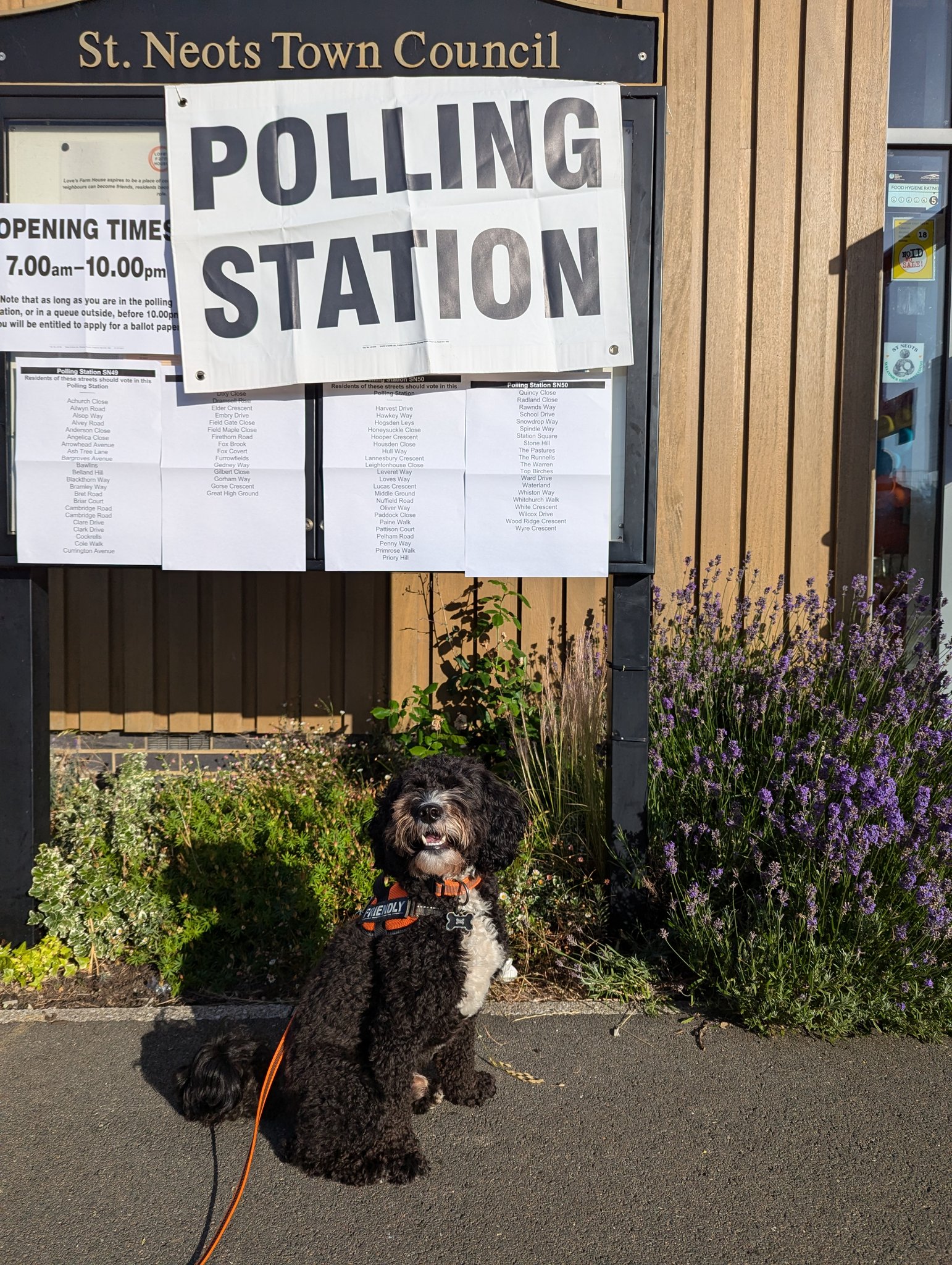 Dog outside polling station 