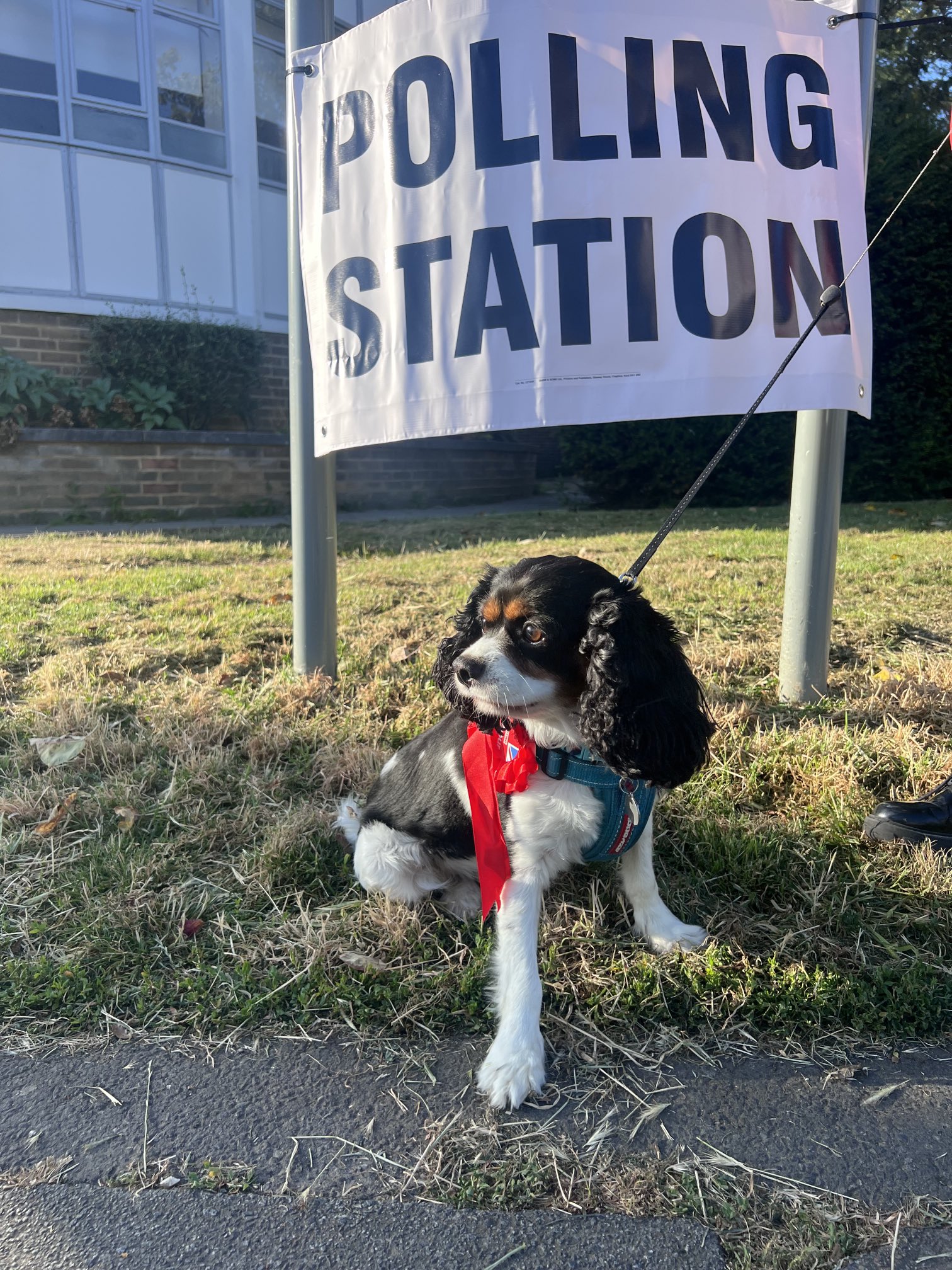 Dog in front of polling station sign