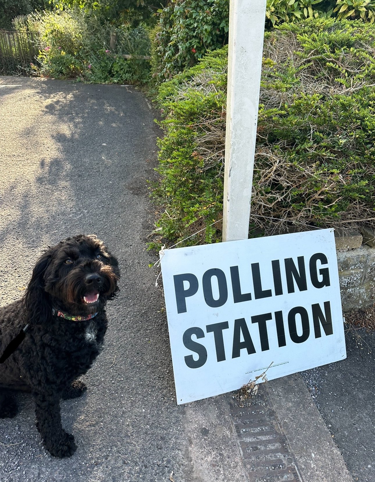 A dog sitting next to a polling station sign