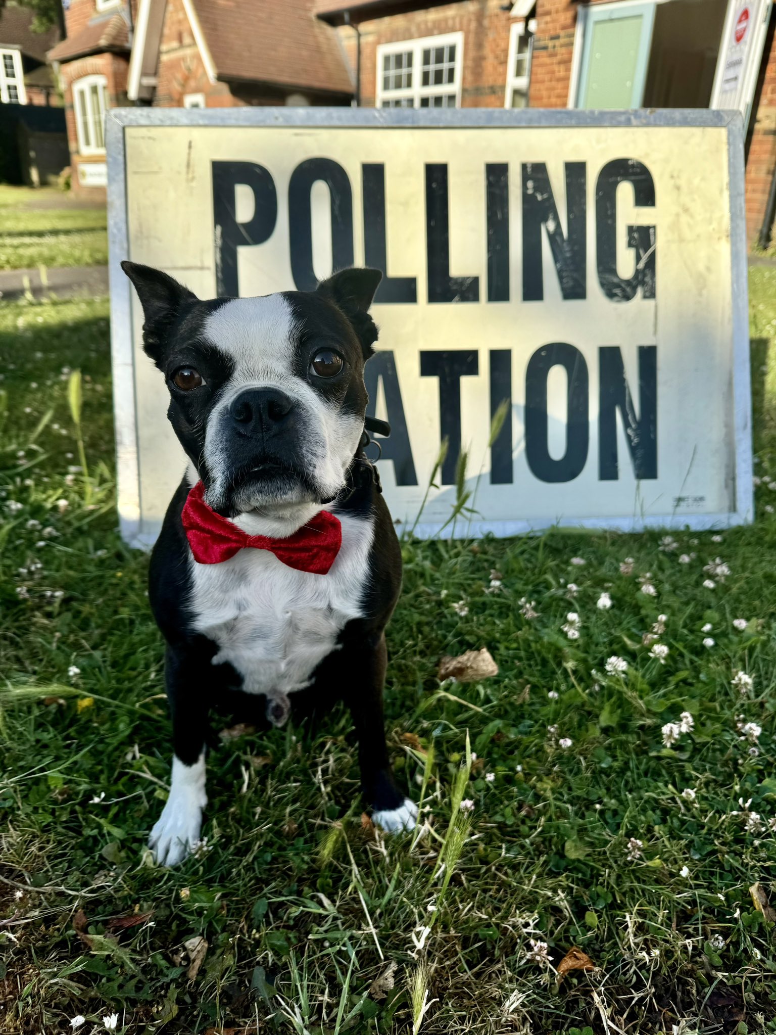 A dog standing on grass in front of a polling station sign