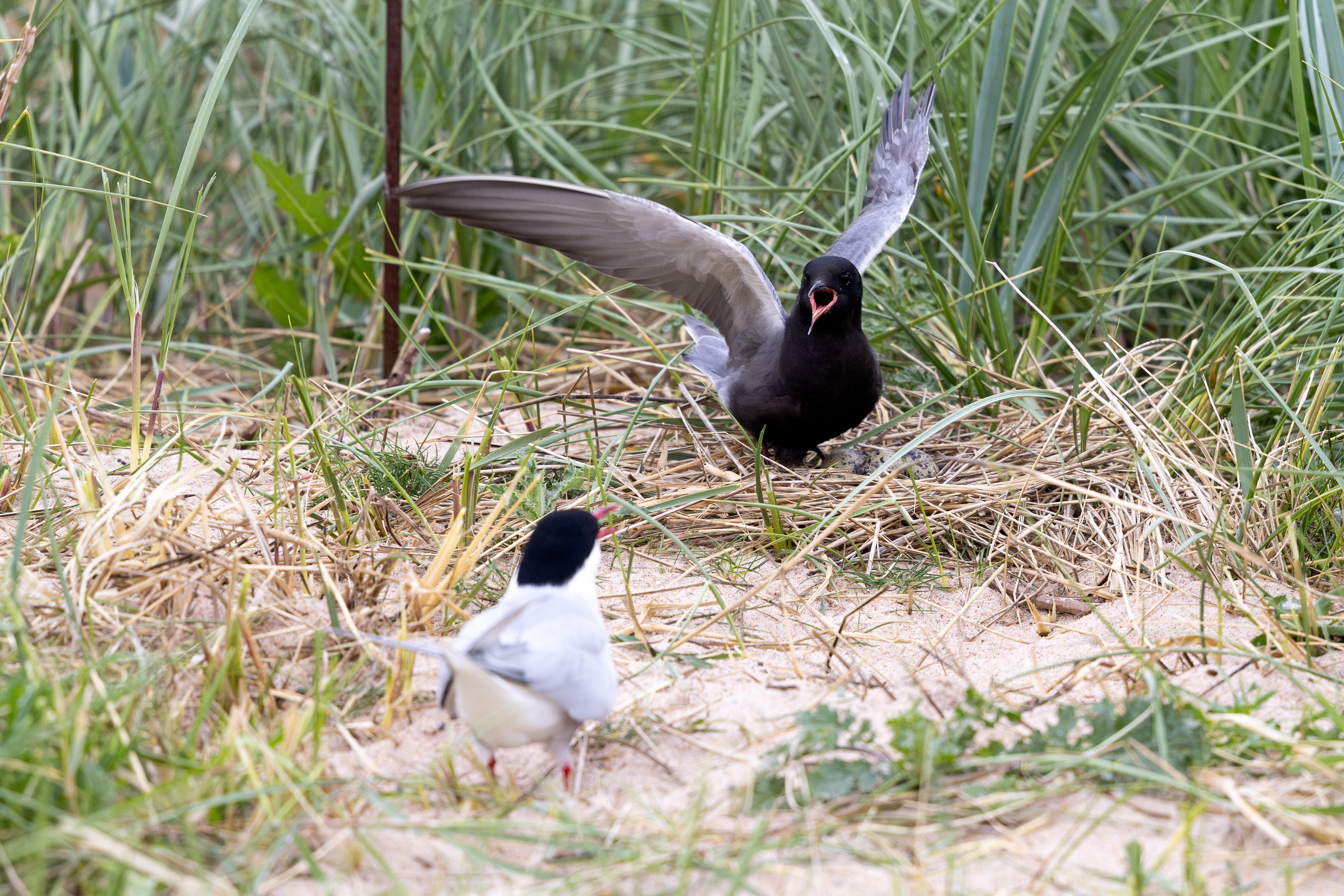 An Arctic tern and a black tern with wings spread standing over their nest
