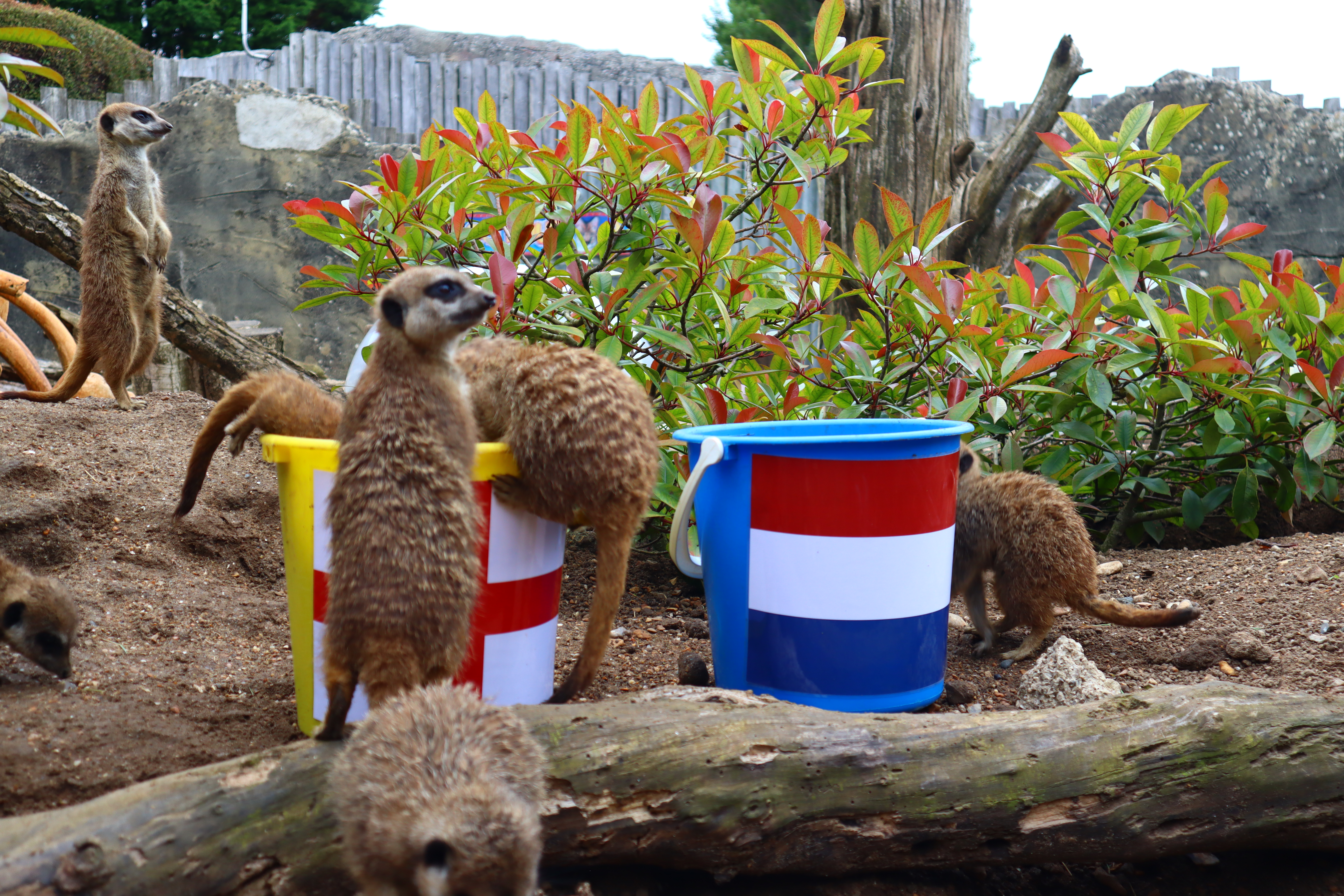   A group of meerkats surrounding a yellow bucket with an England flag on the side while a blue bucket with a Netherlands flag on the side is left untouched