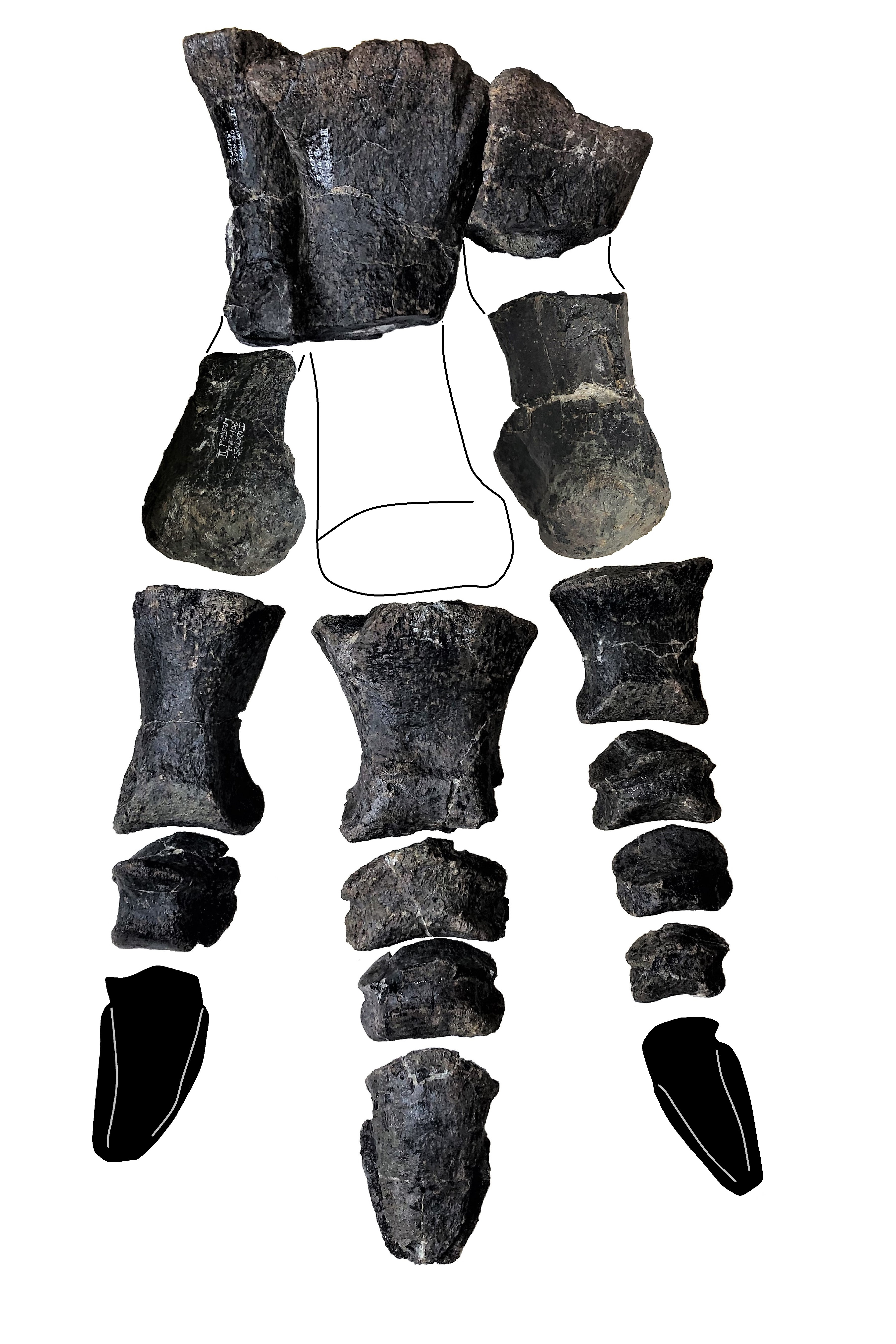 The foot bones of Comptonatus chasei 