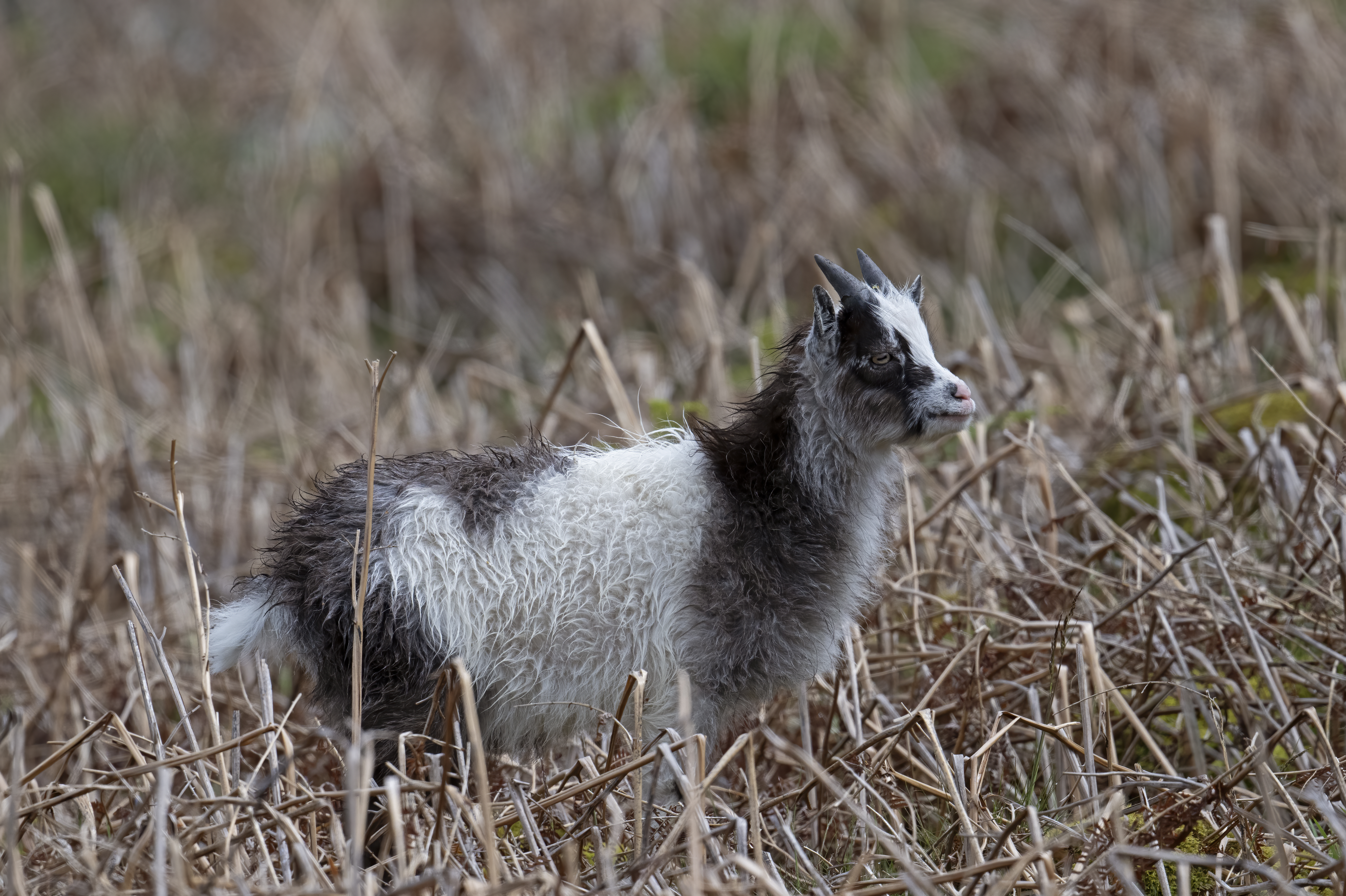 A Cheviot goat kid stands in bracken 