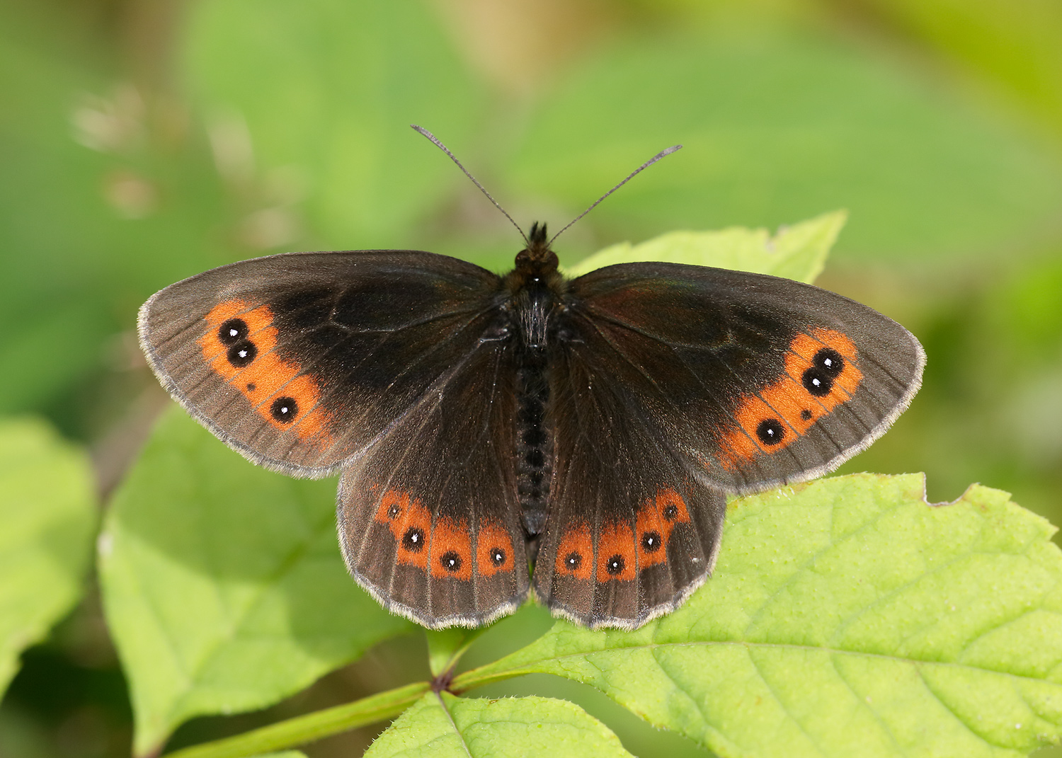 A Scotch argus butterfly with brown wings, orange patches and black dots with white centres rests on a leaf