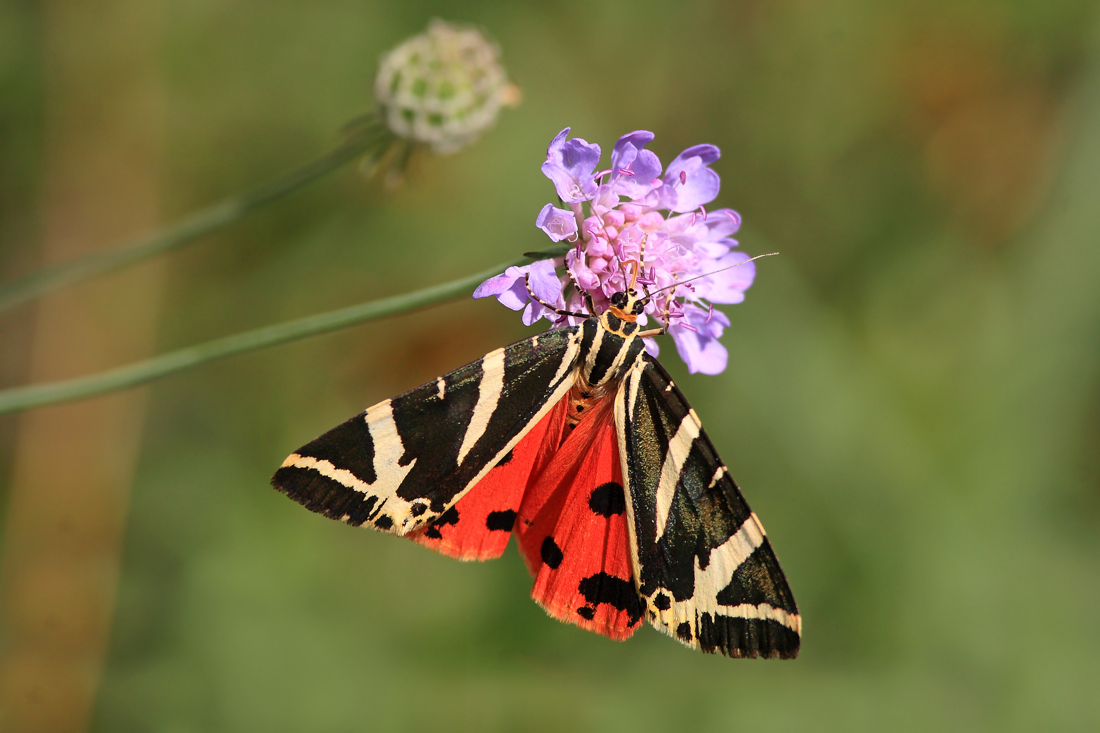 A black and cream winged Jersey tiger moth, with wings open to show red and black dotted underwings, feeding on a purple flower