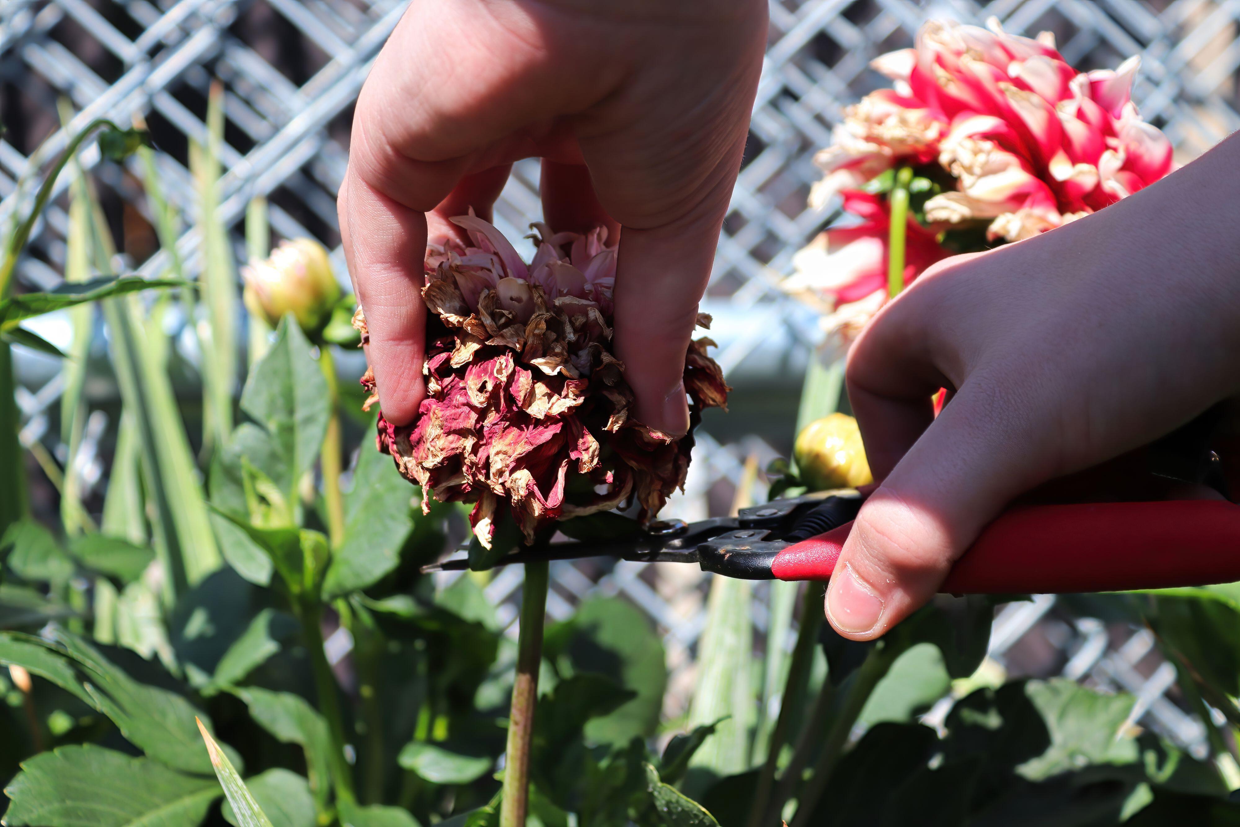 Deadheading a spent dahlia flower(Alamy/PA)