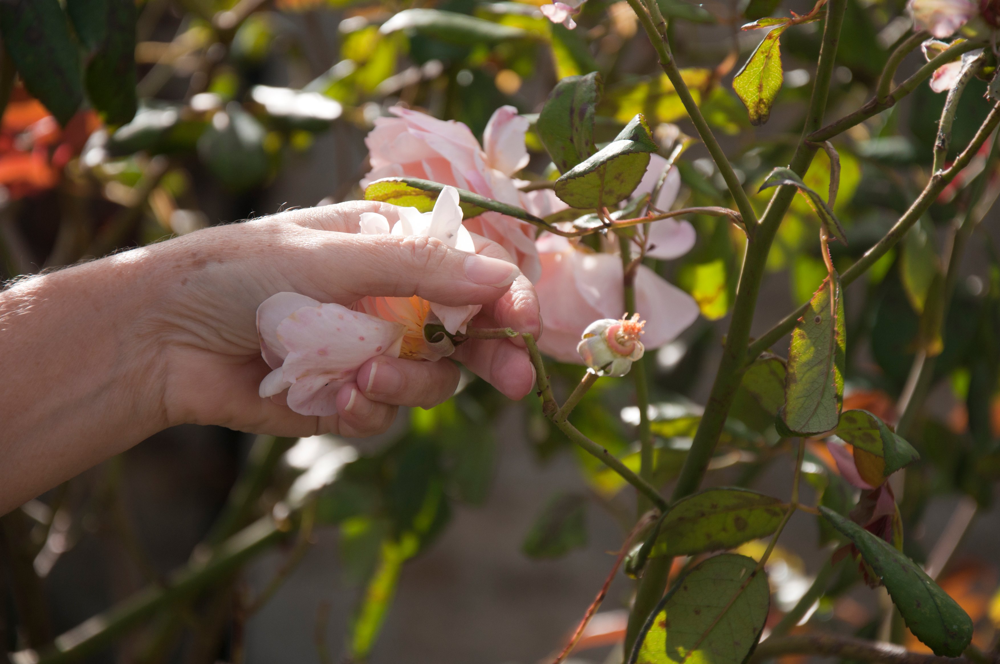 Deadheading a rose (Tim Sandall/RHS/PA)