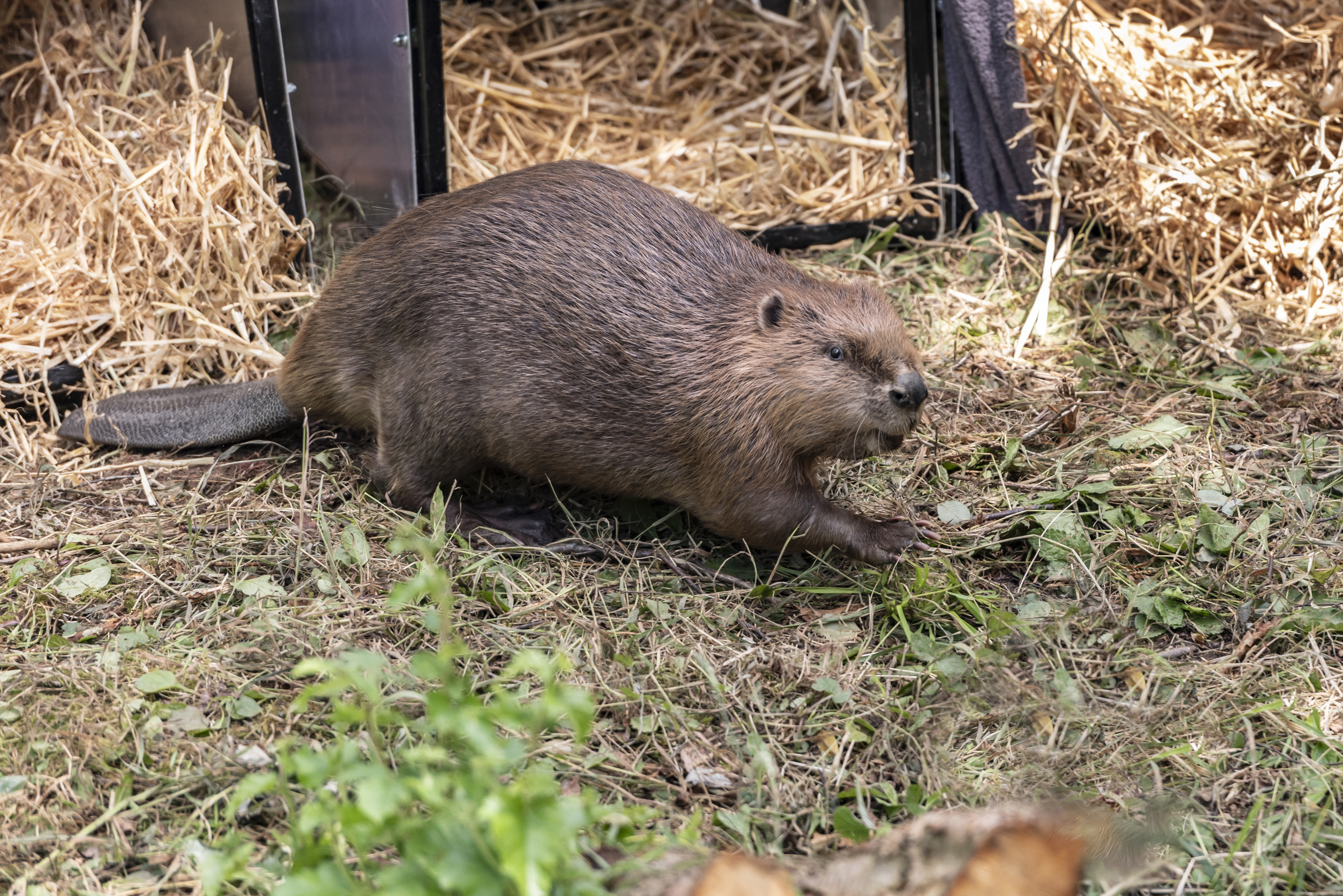 One of the beavers during the release on the Wallington estate last year