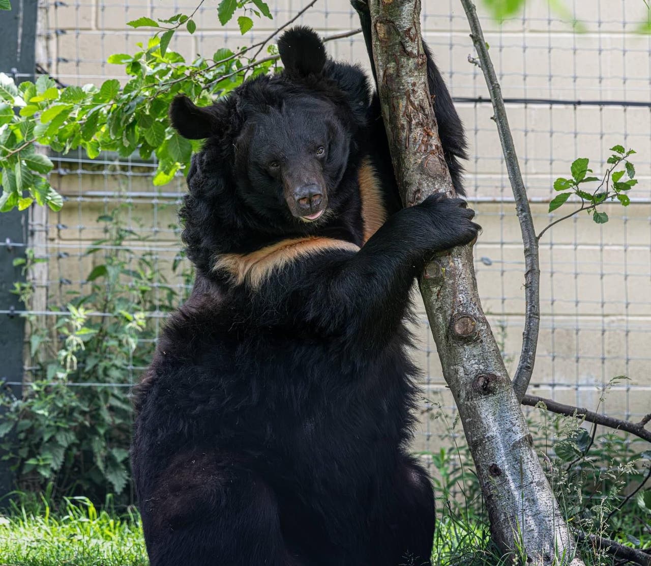 ‘Beloved’ bear rescued from war in Ukraine dies in Scottish zoo