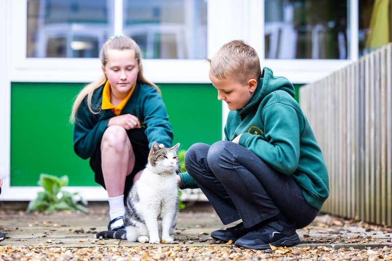 Children stroking a cat