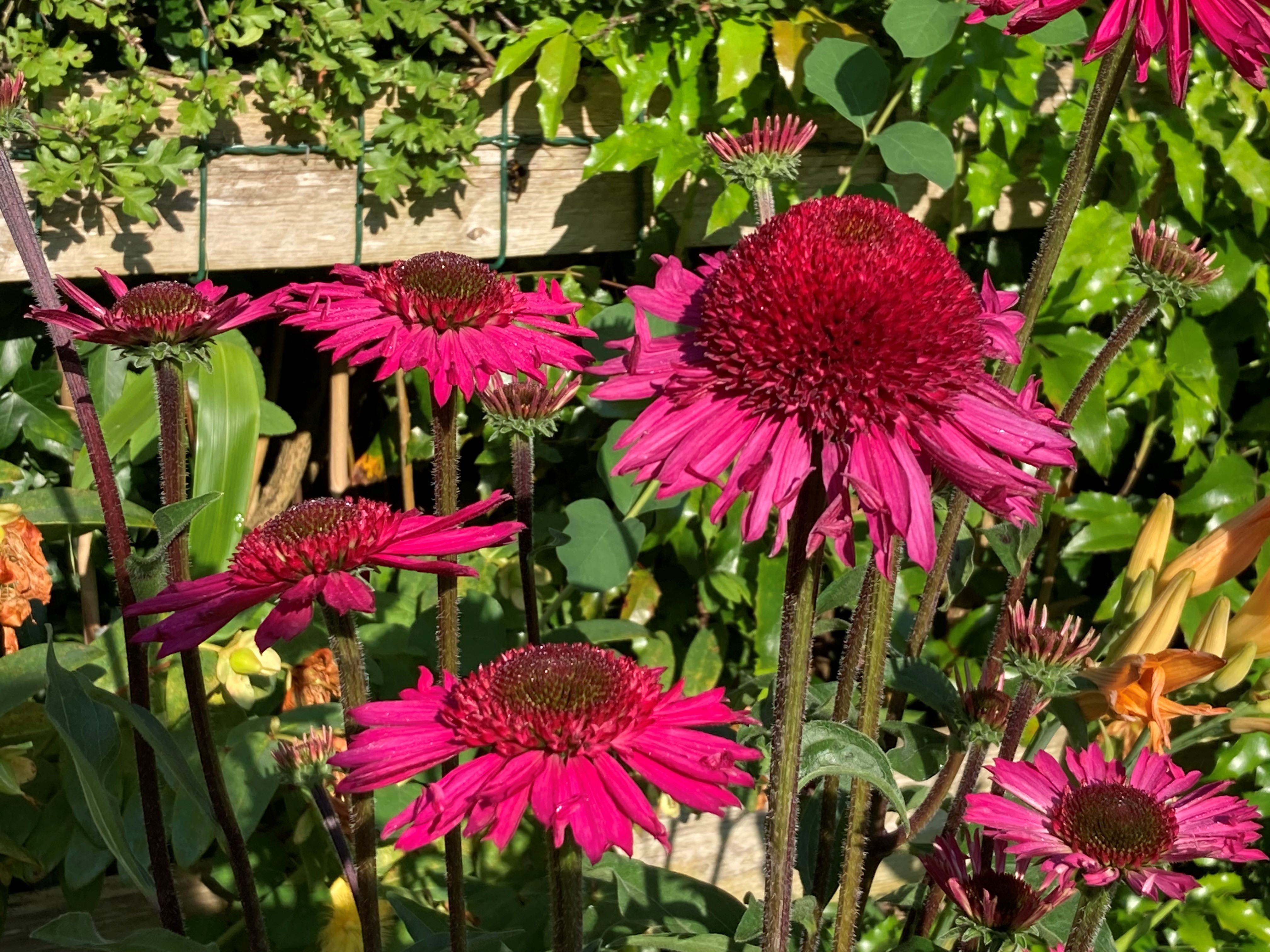 Deeep pink echinacea in a garden (Hannah Stephenson/PA)