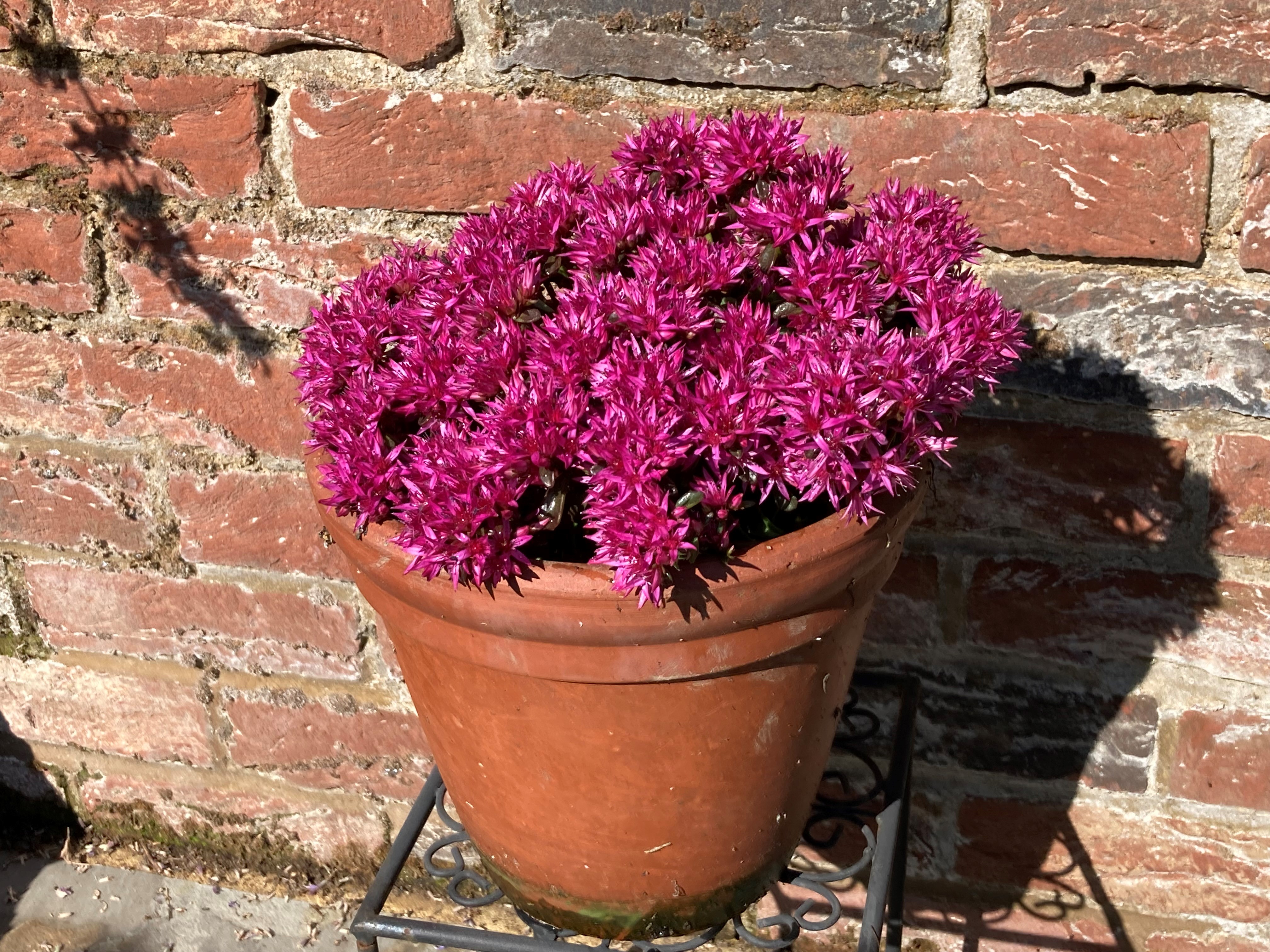 Sedum in a pot (Hannah Stephenson/PA)