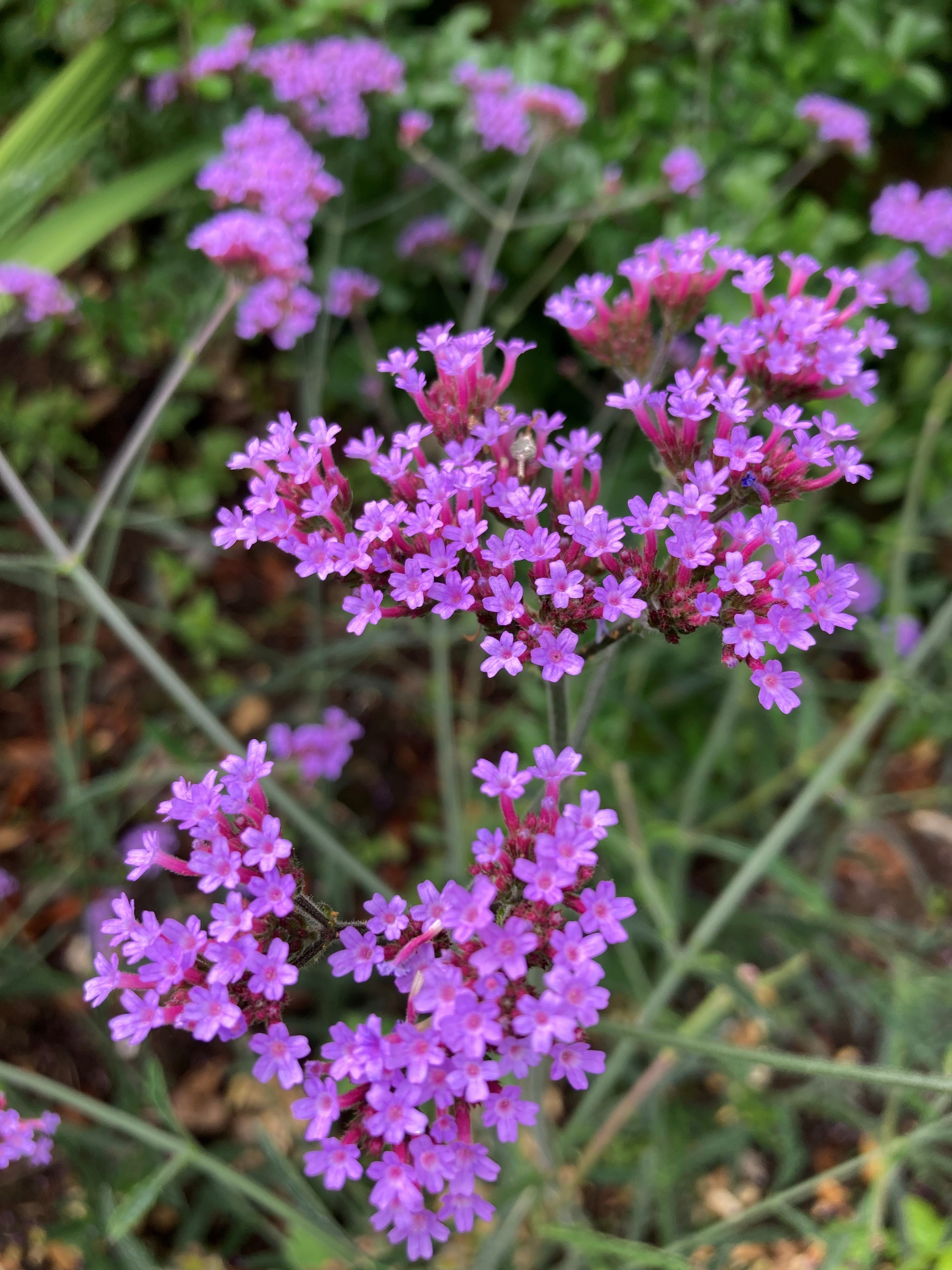 Verbena bonariensis 'Lollipop' (Hannah Stephenson/PA)