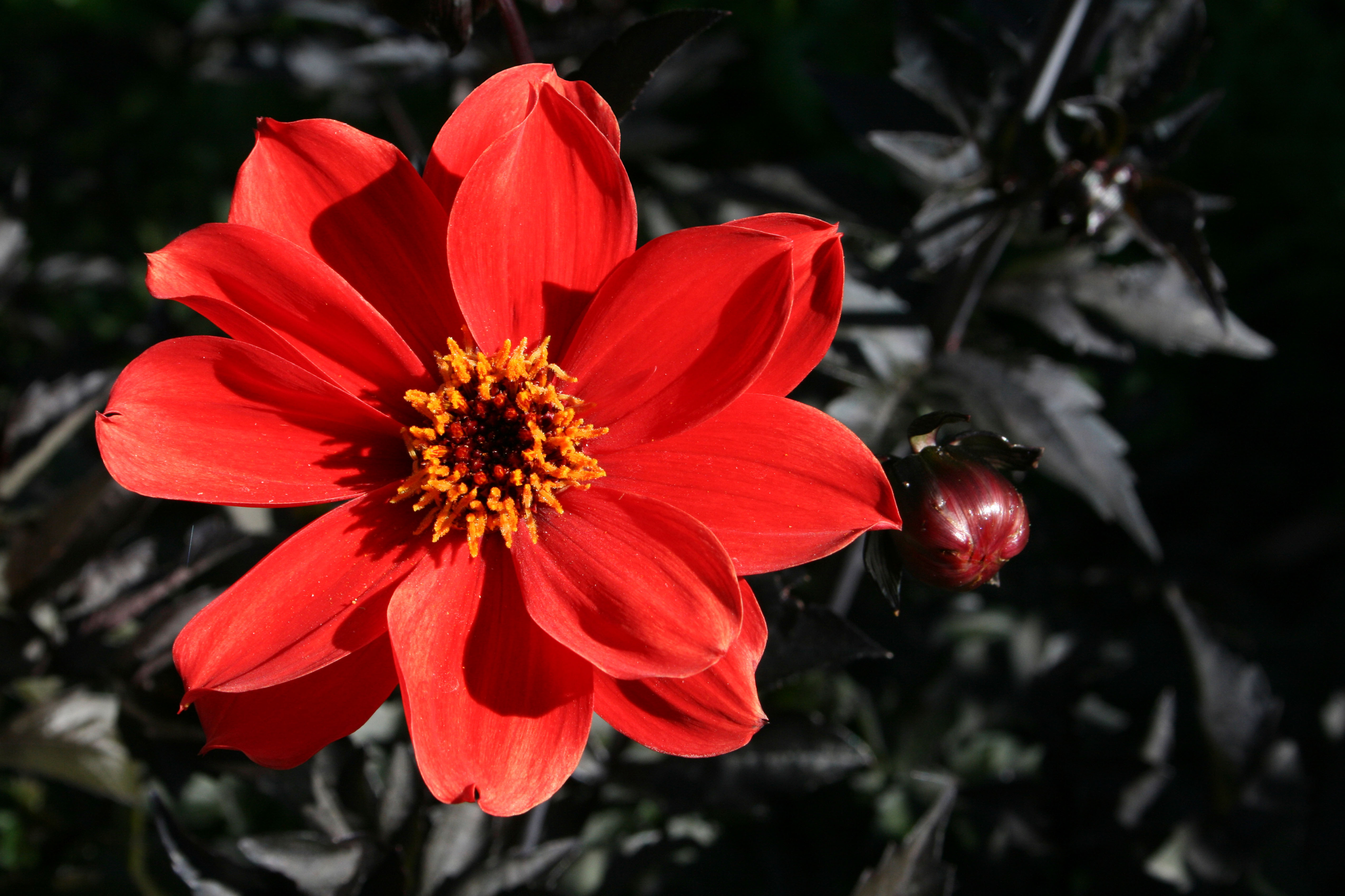 Dahlia 'Bishop Of Llandaff' (Alamy/PA)