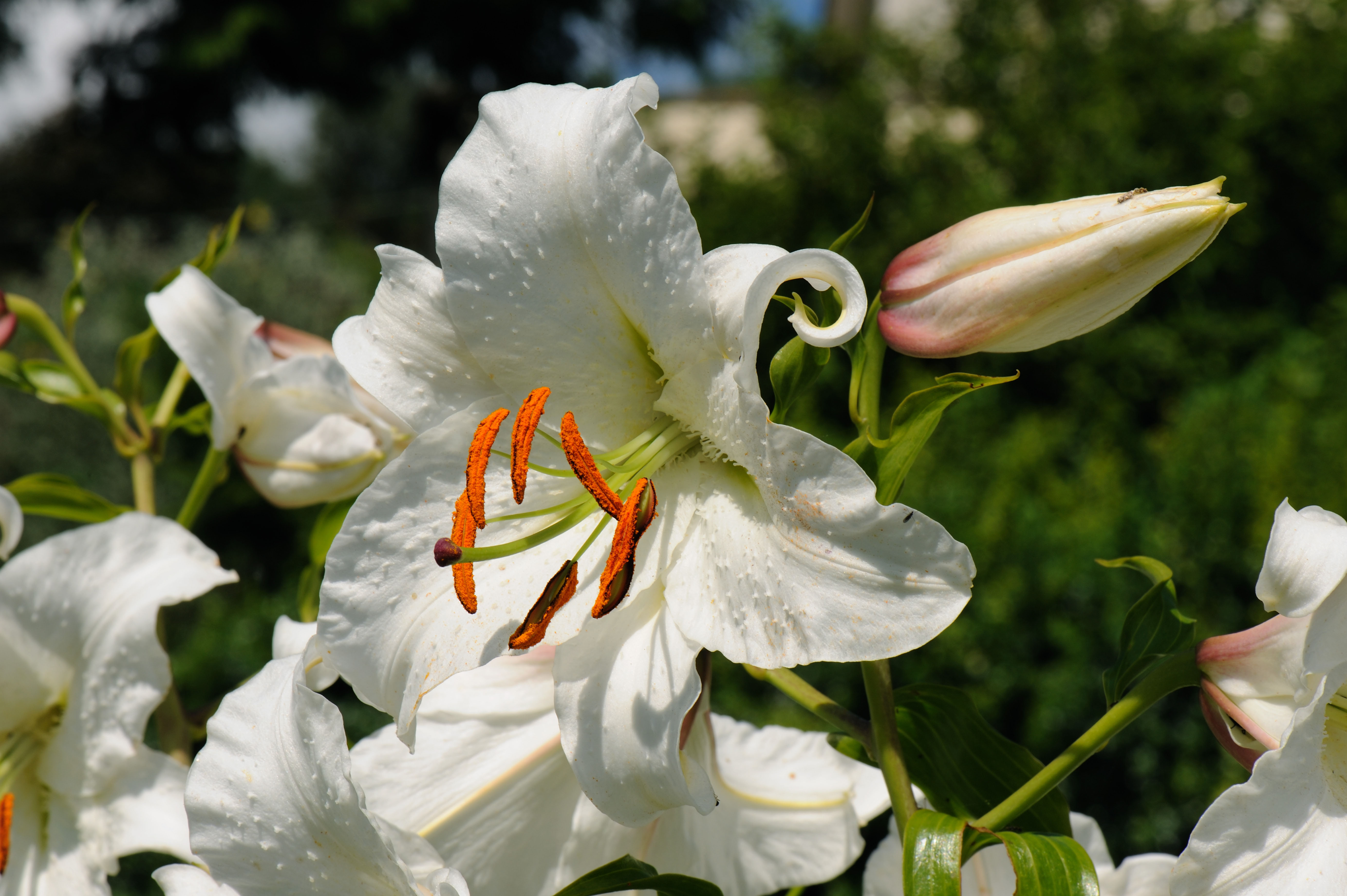 A regal lily, Lilium regale in a garden (Alamy/PA)