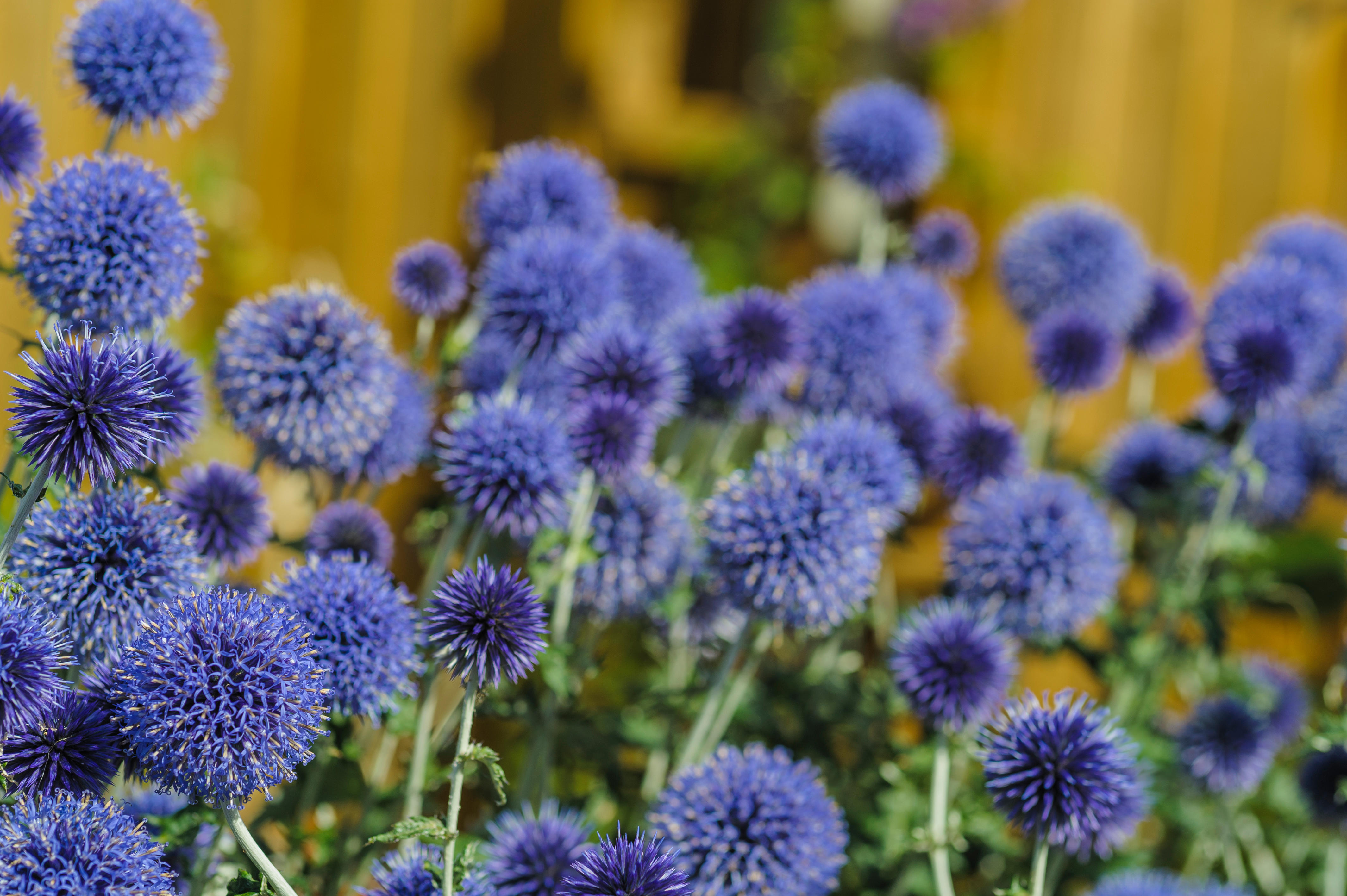 Echinops flowers (Alamy/PA)