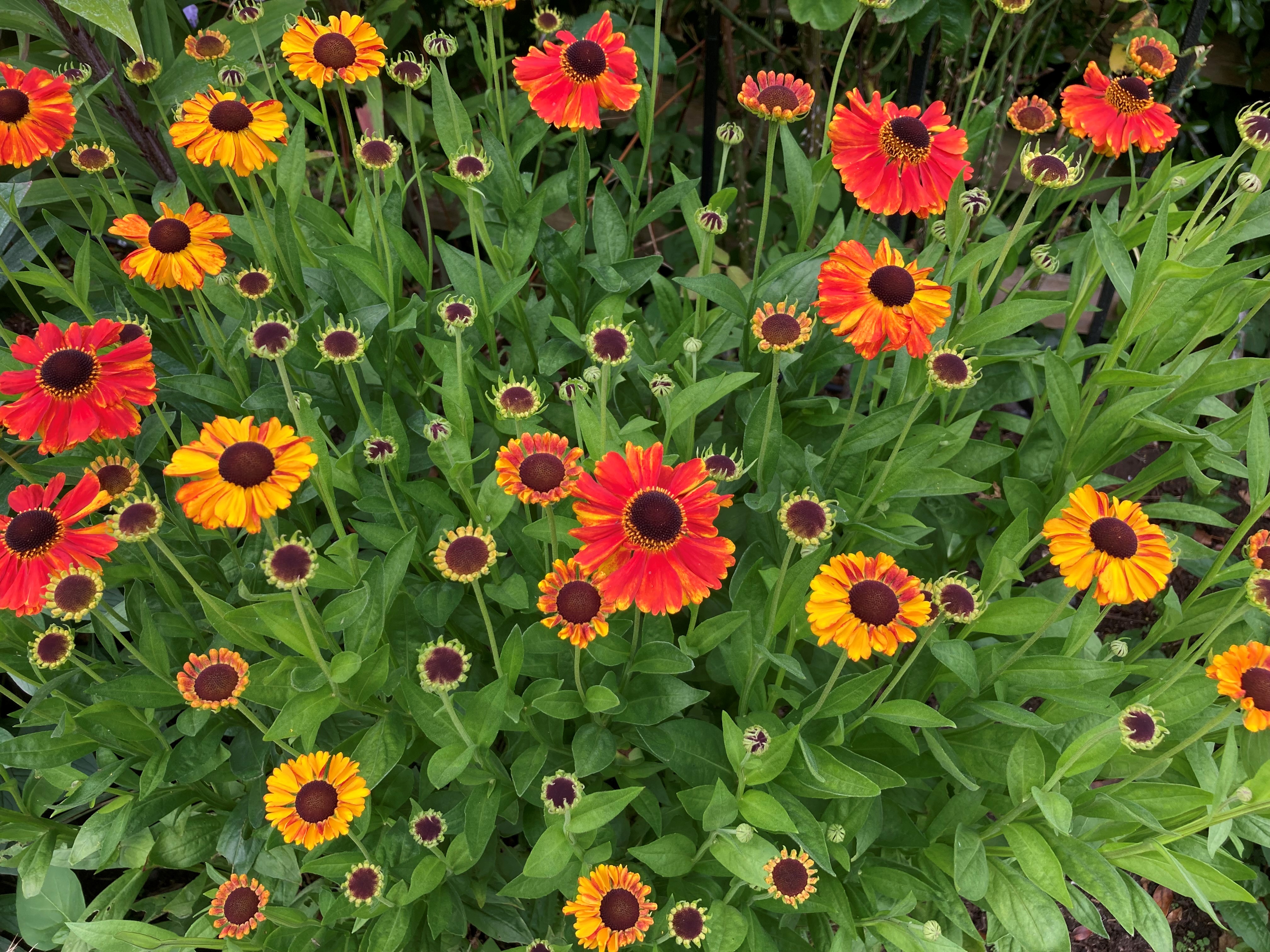 Helenium 'Moerheim Beauty' (Hannah Stephenson/PA)