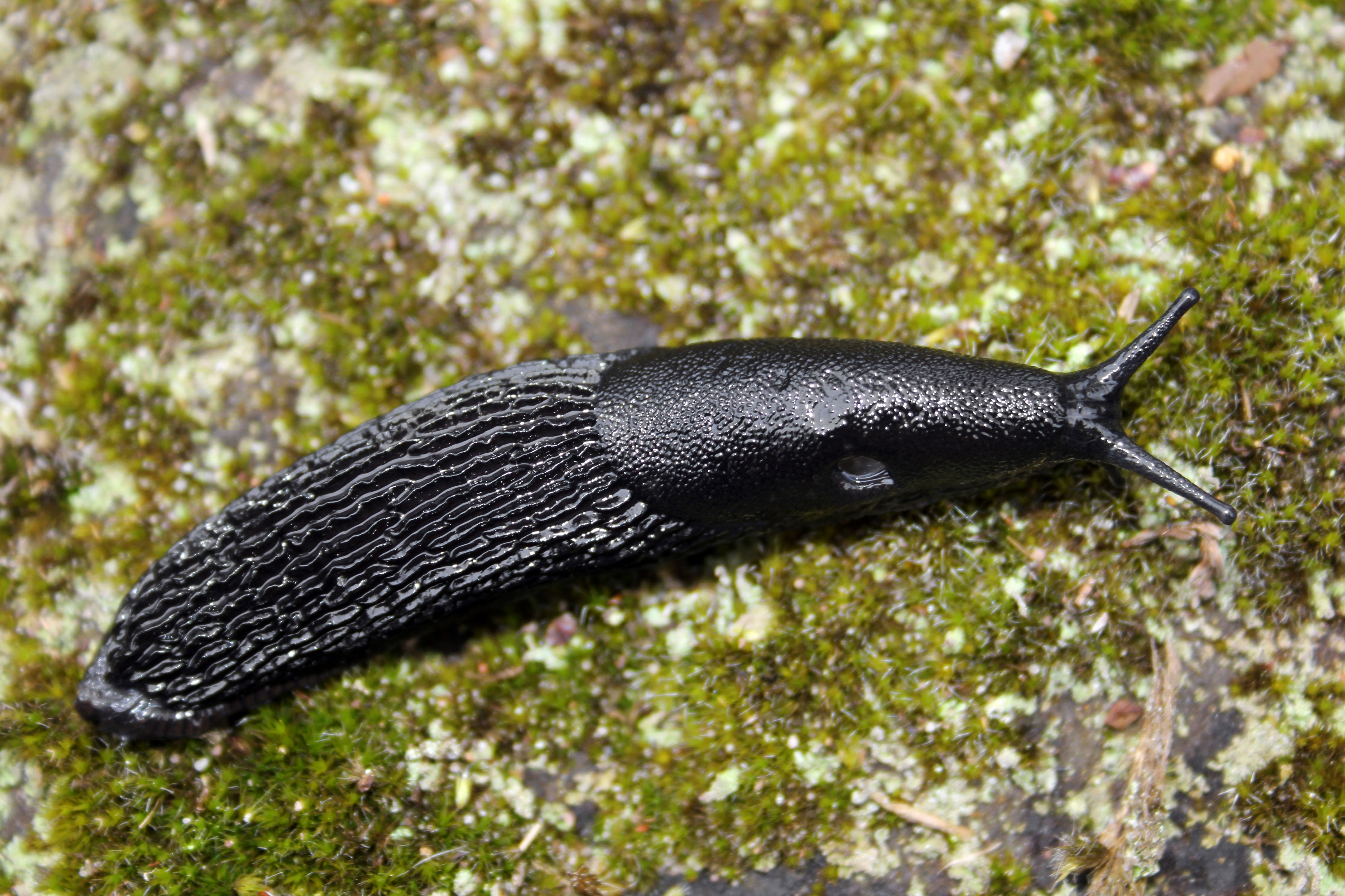 Black slug (Alamy/PA)