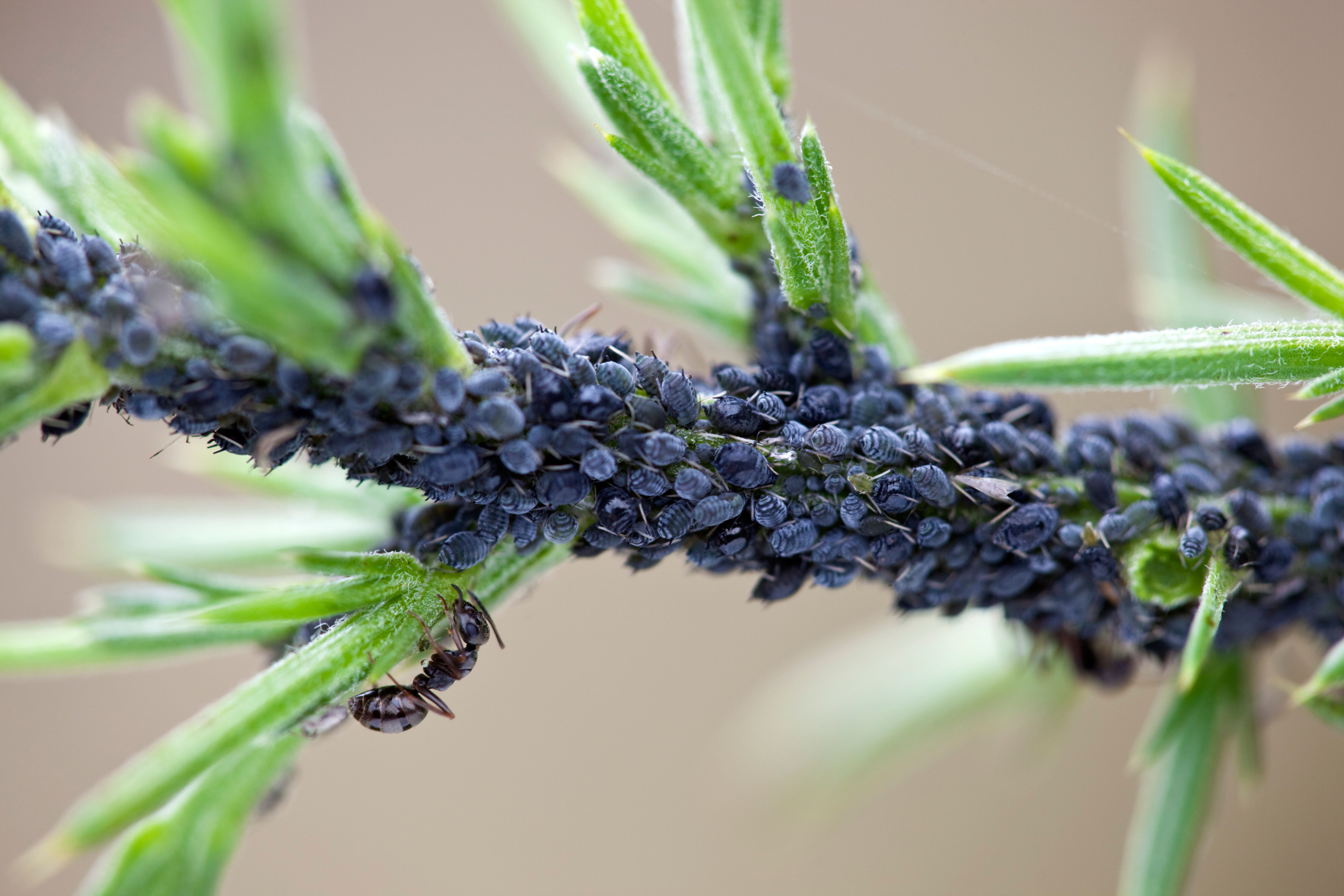 A colony of aphids on the stem of a plant (Alamy/PA)