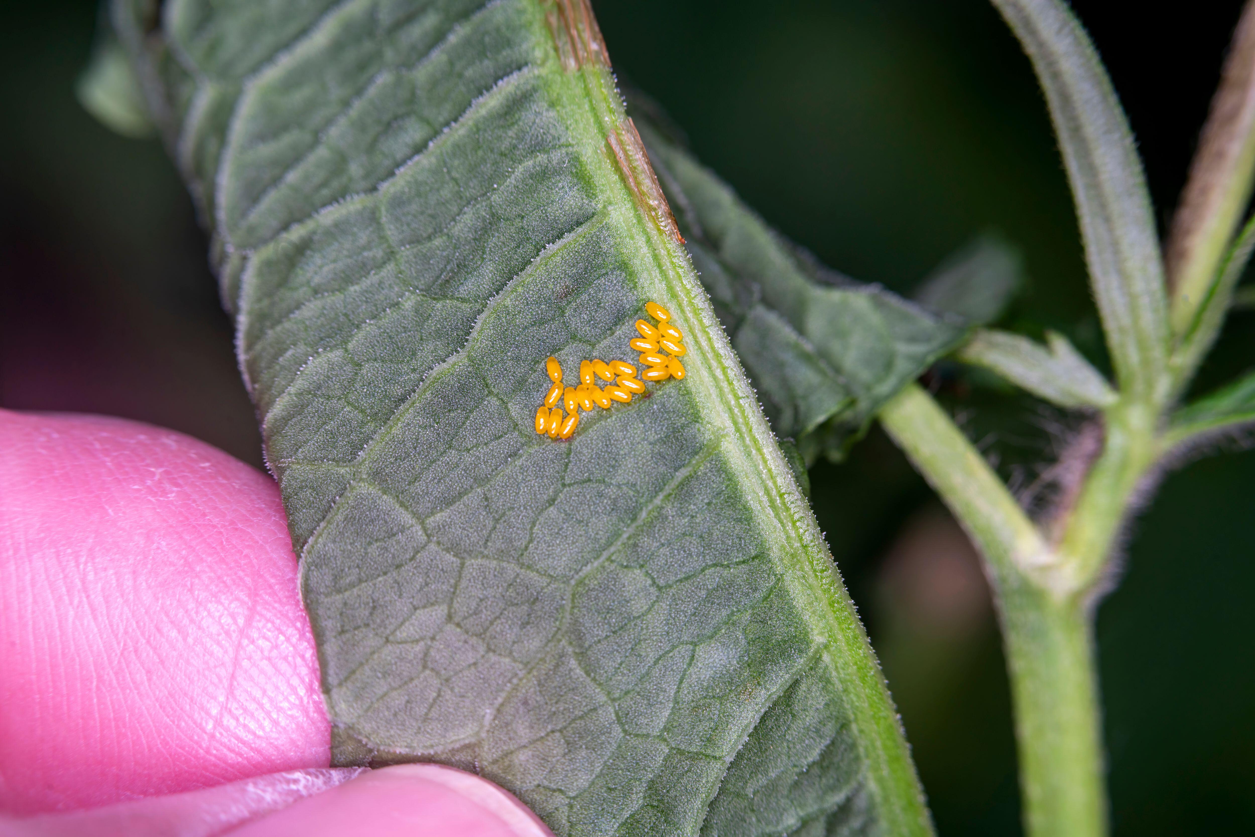 Insect eggs on a leaf (Alamy/PA)