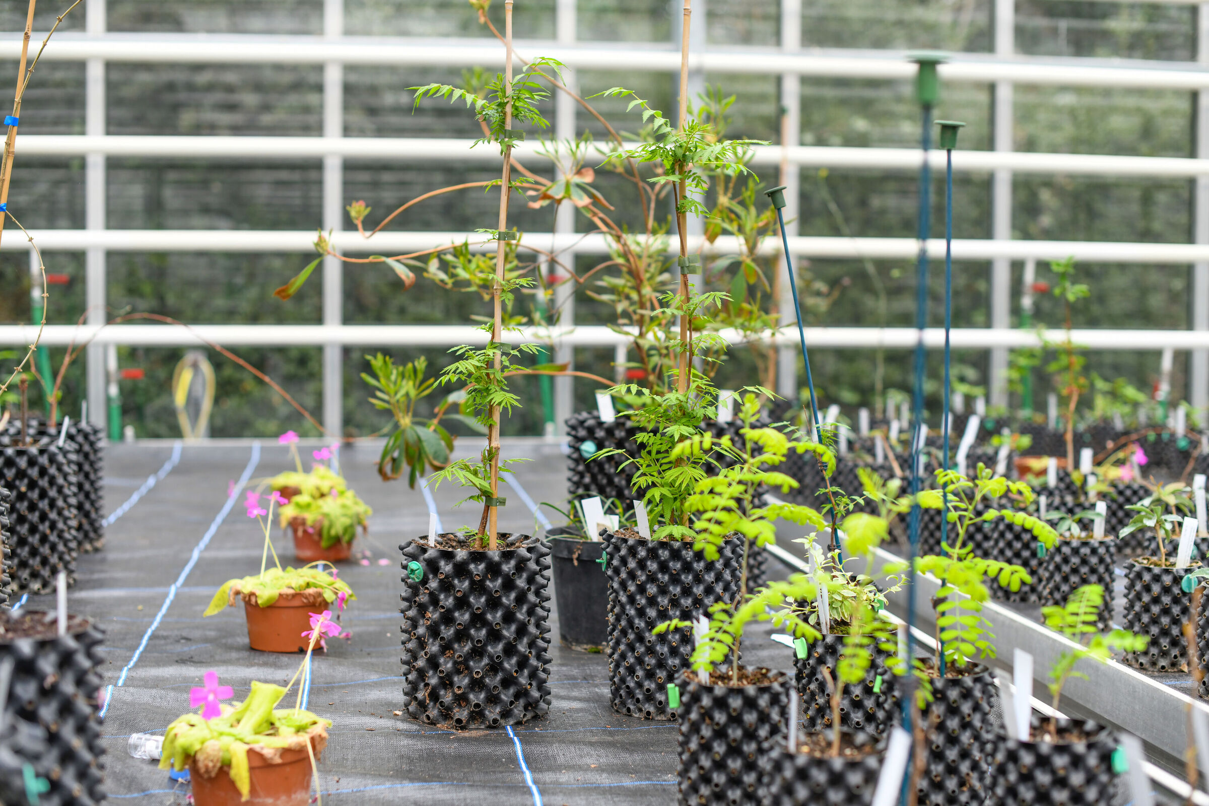 Saplings in pots at the arboretum nursery at Kew