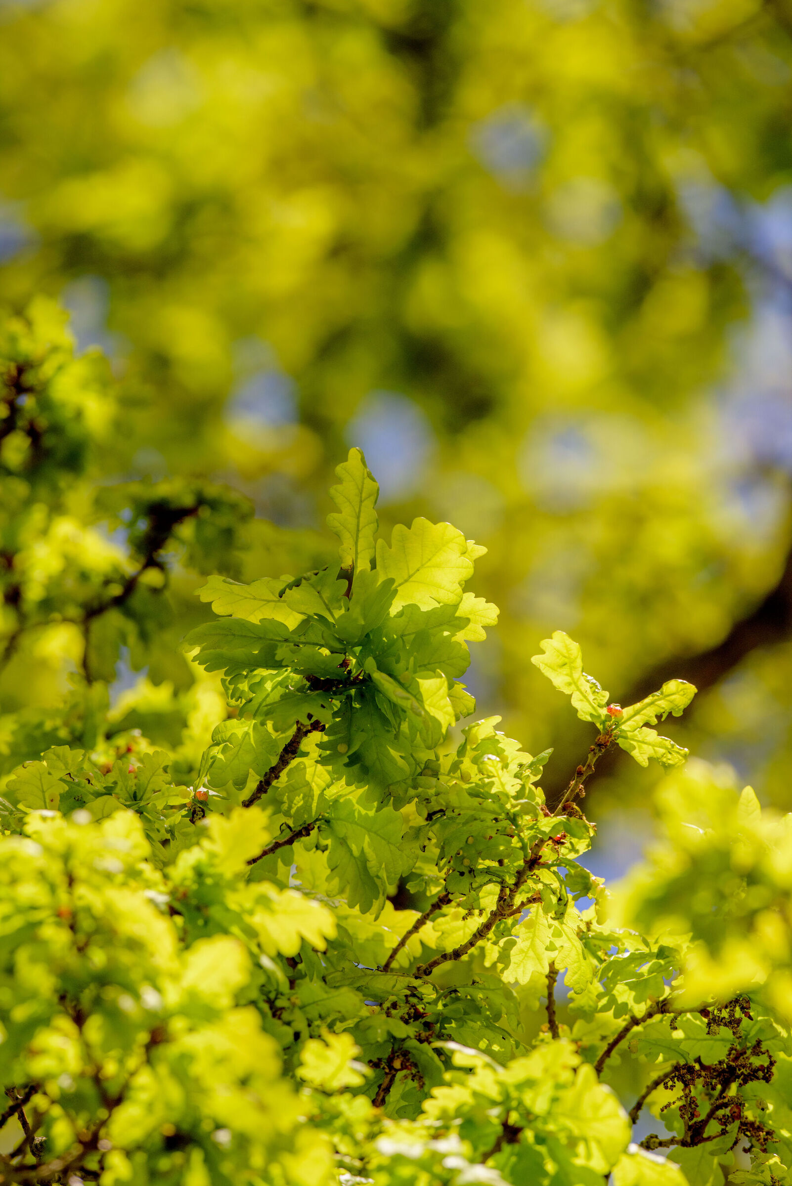 Oak leaves in sunshine