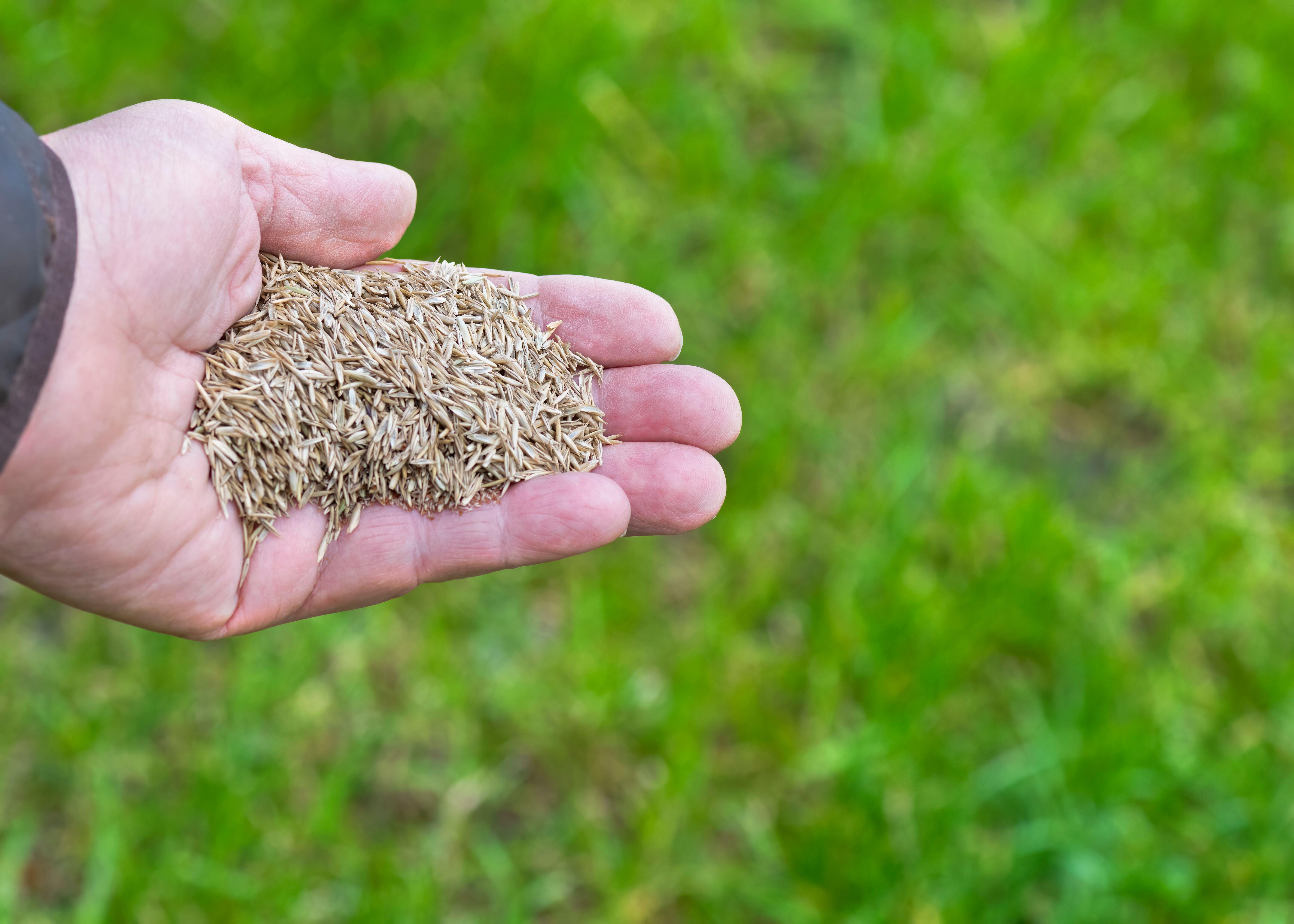 Lawn seed for reseeding (Alamy/PA)