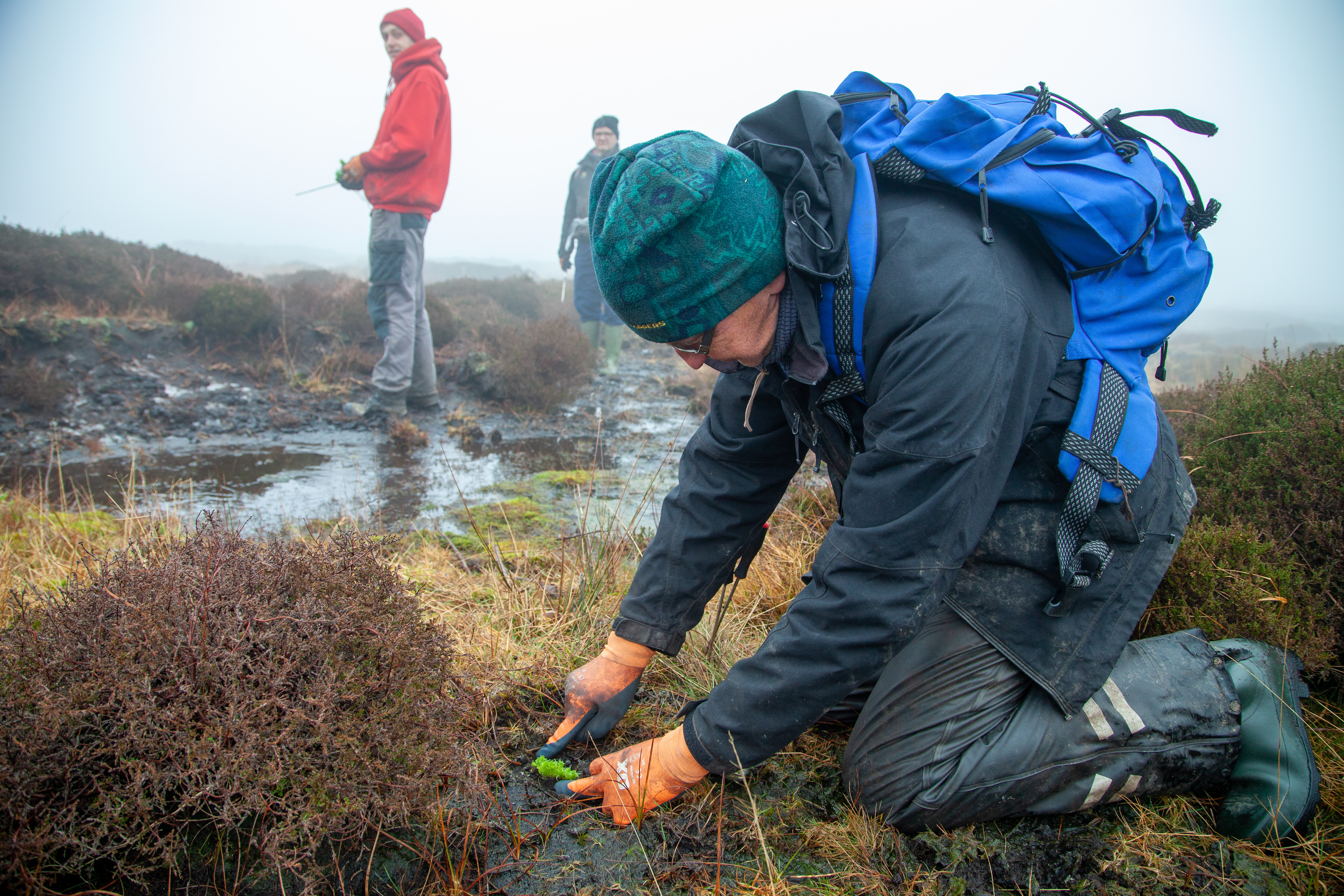 A man plants moss in a boggy area in the foreground, while two workers look on behind him