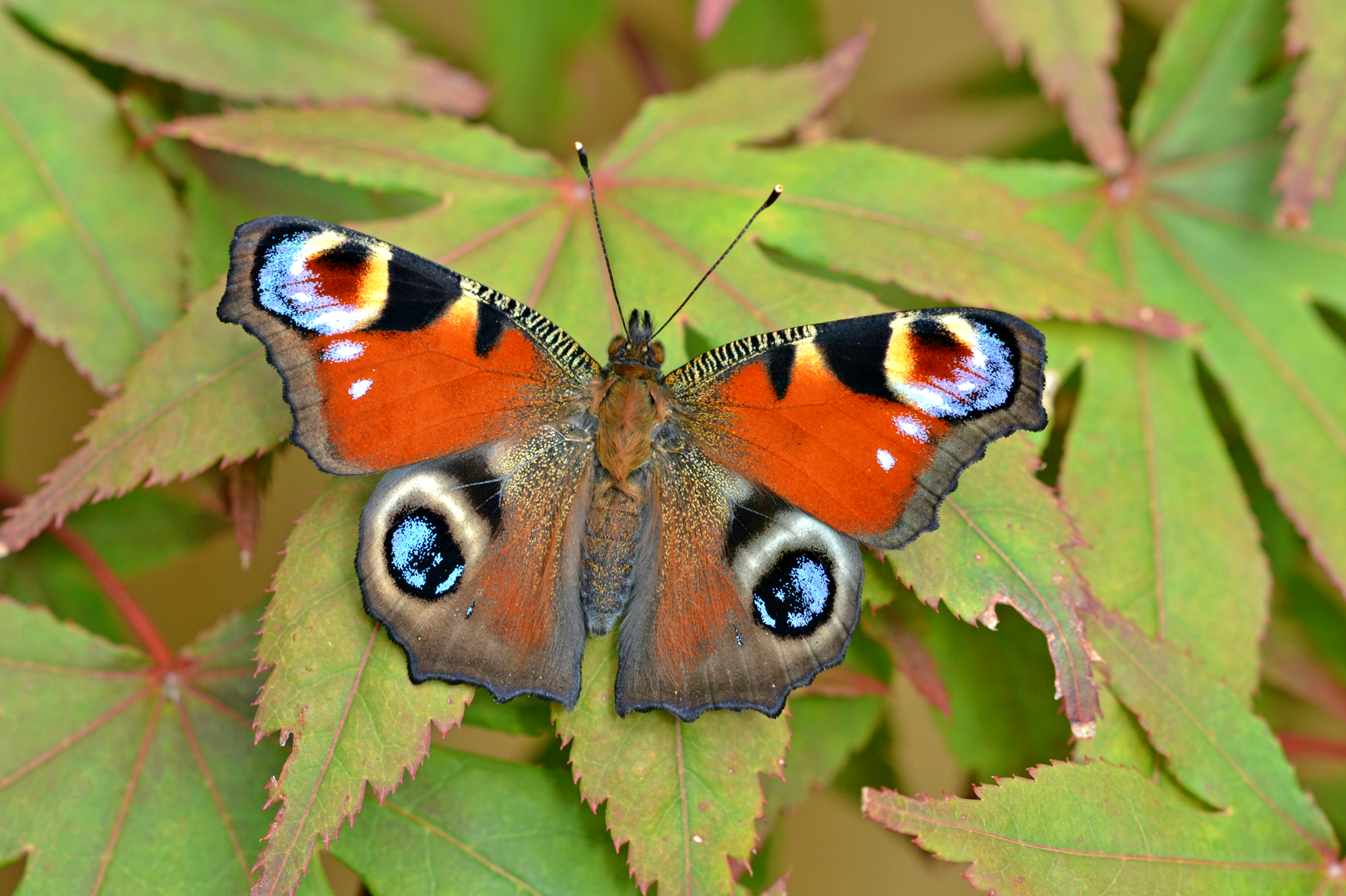 A peacock butterfly rests with wings open on a leaf