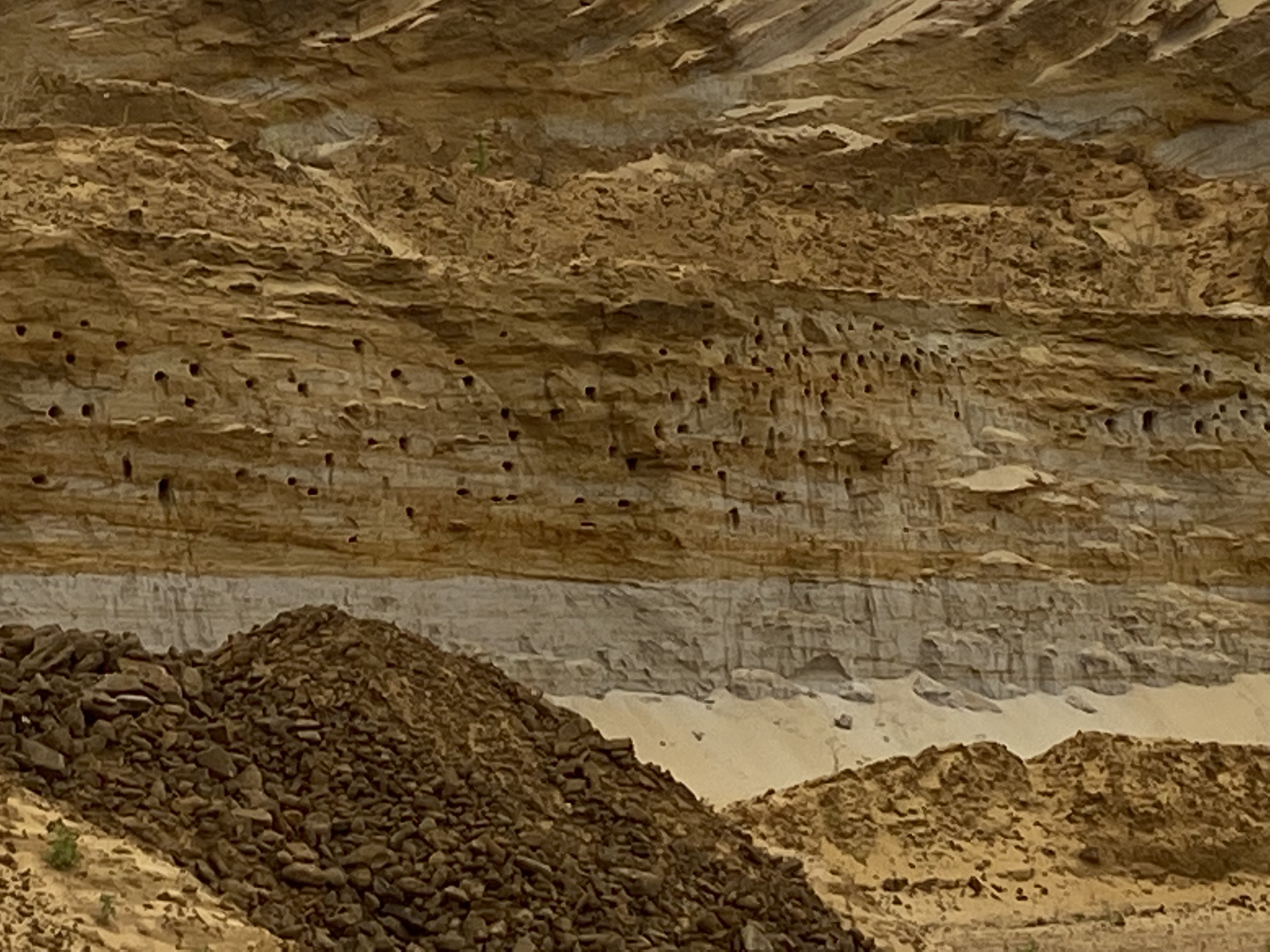 A general view of Sand Martin cliff at Sandy Heath Quarry (RSPB)