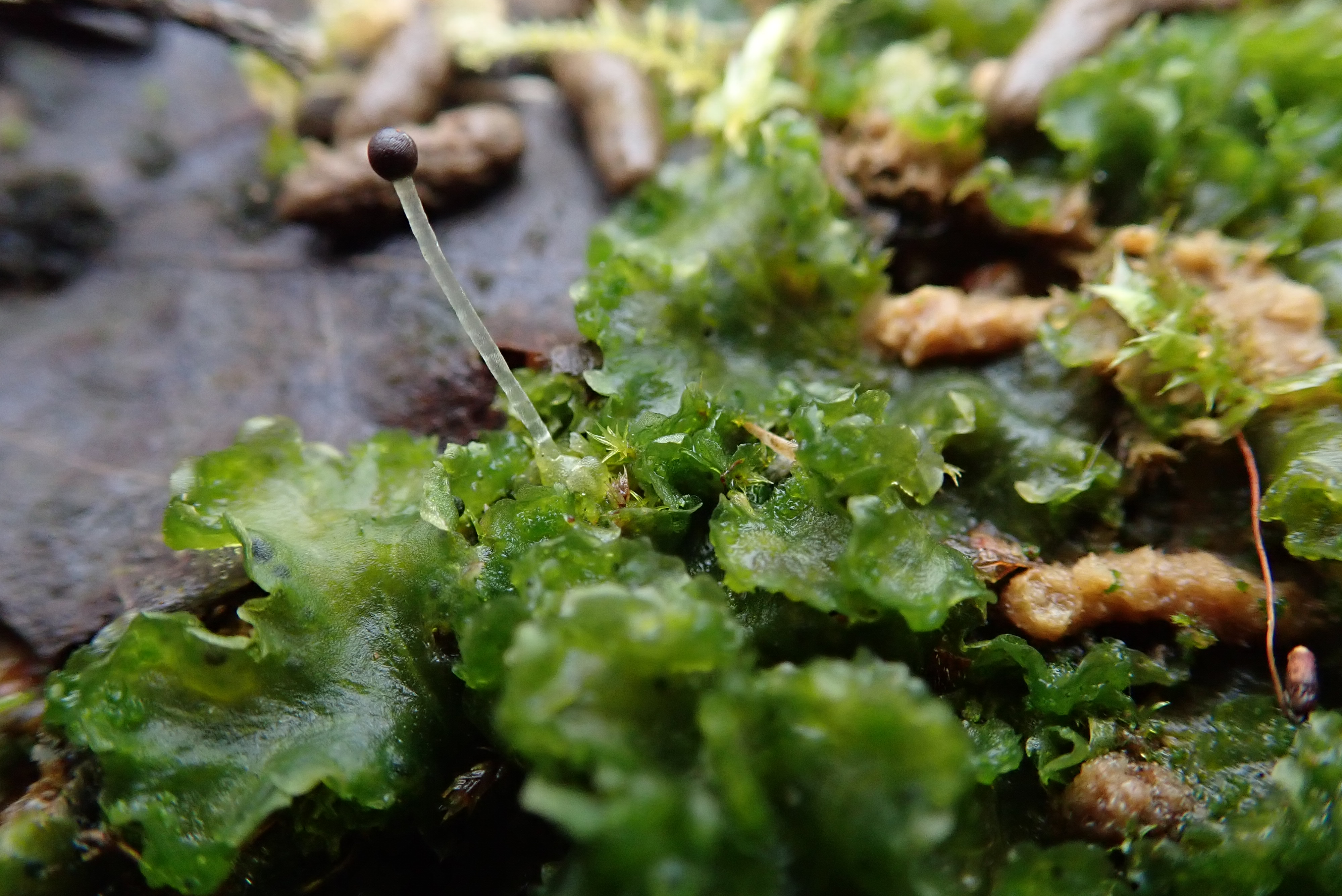 Weedy Frillwort or 'Fossombronia Incurva' found at Sandy Heath Quarry (Astrid Biddle)