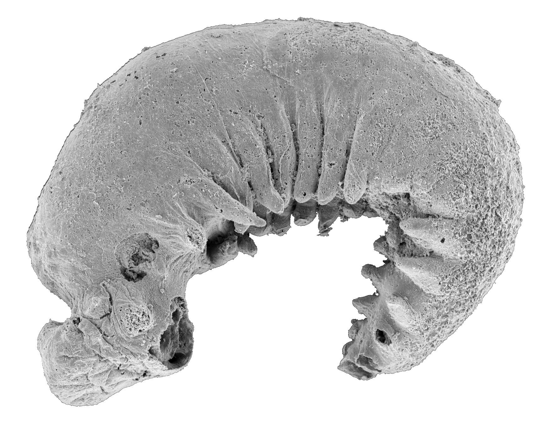 A scan image of Youti yuanshi, an ancient larvae that lived around half a billion years ago