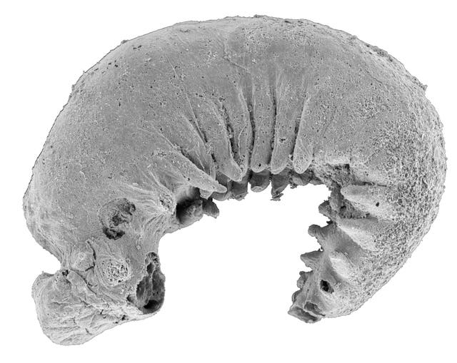 Jaw Dropping Discovery Fossilised Penis Worm In The Grand Canyon - 2tz00g2