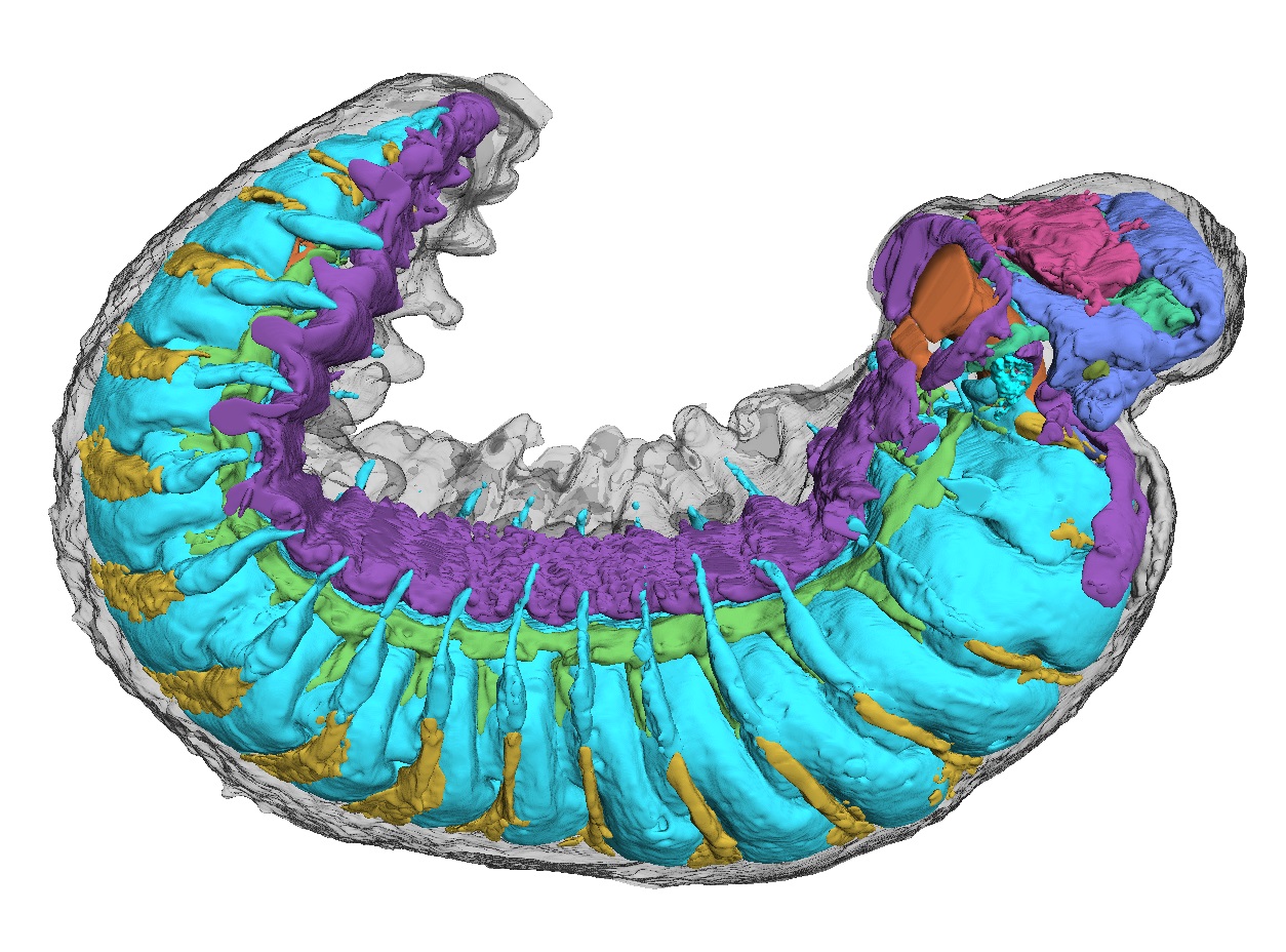 A side-on view of Youti yuanshi, showing internal organ systems