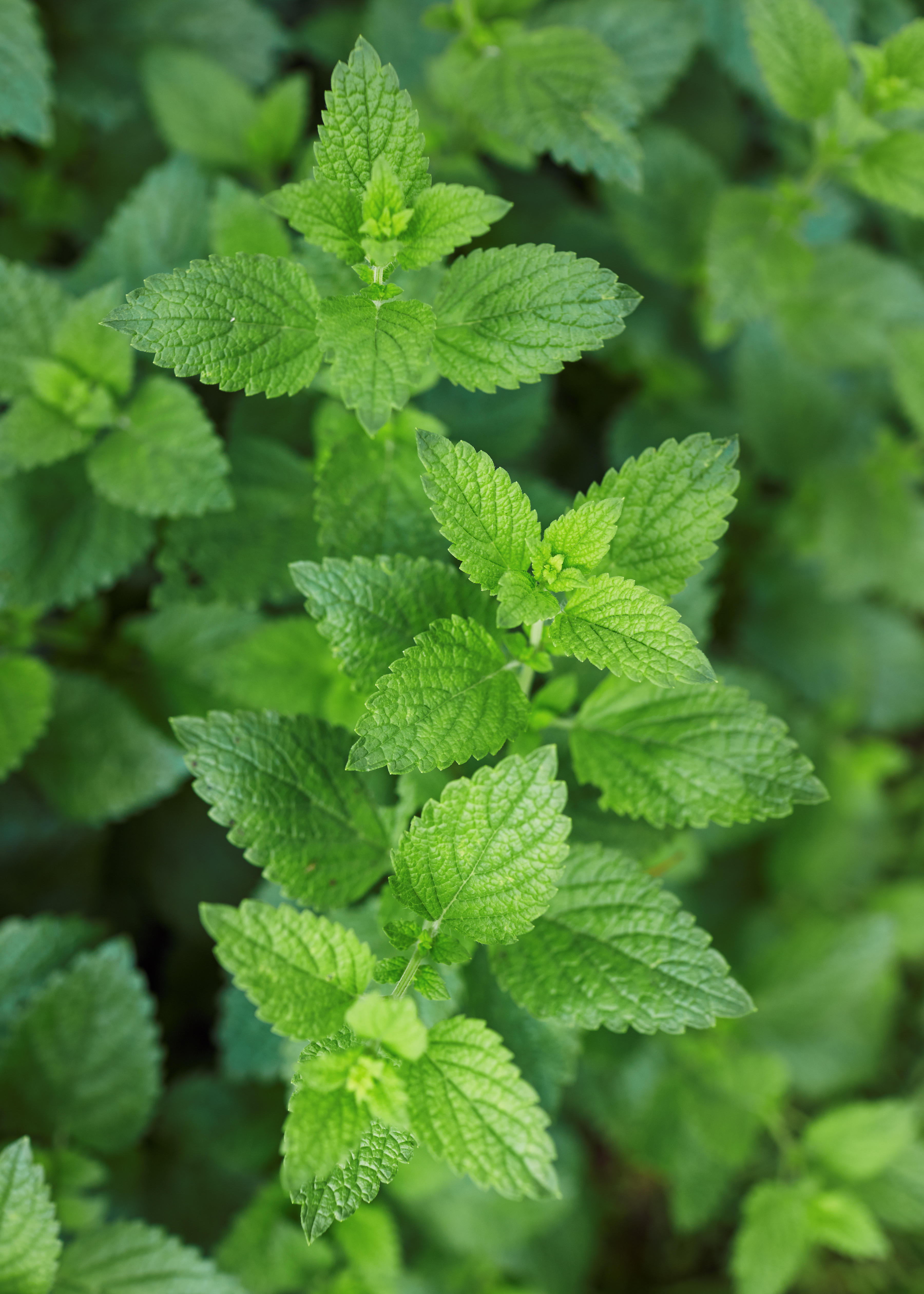 Growing lemon balm (Alamy/PA)