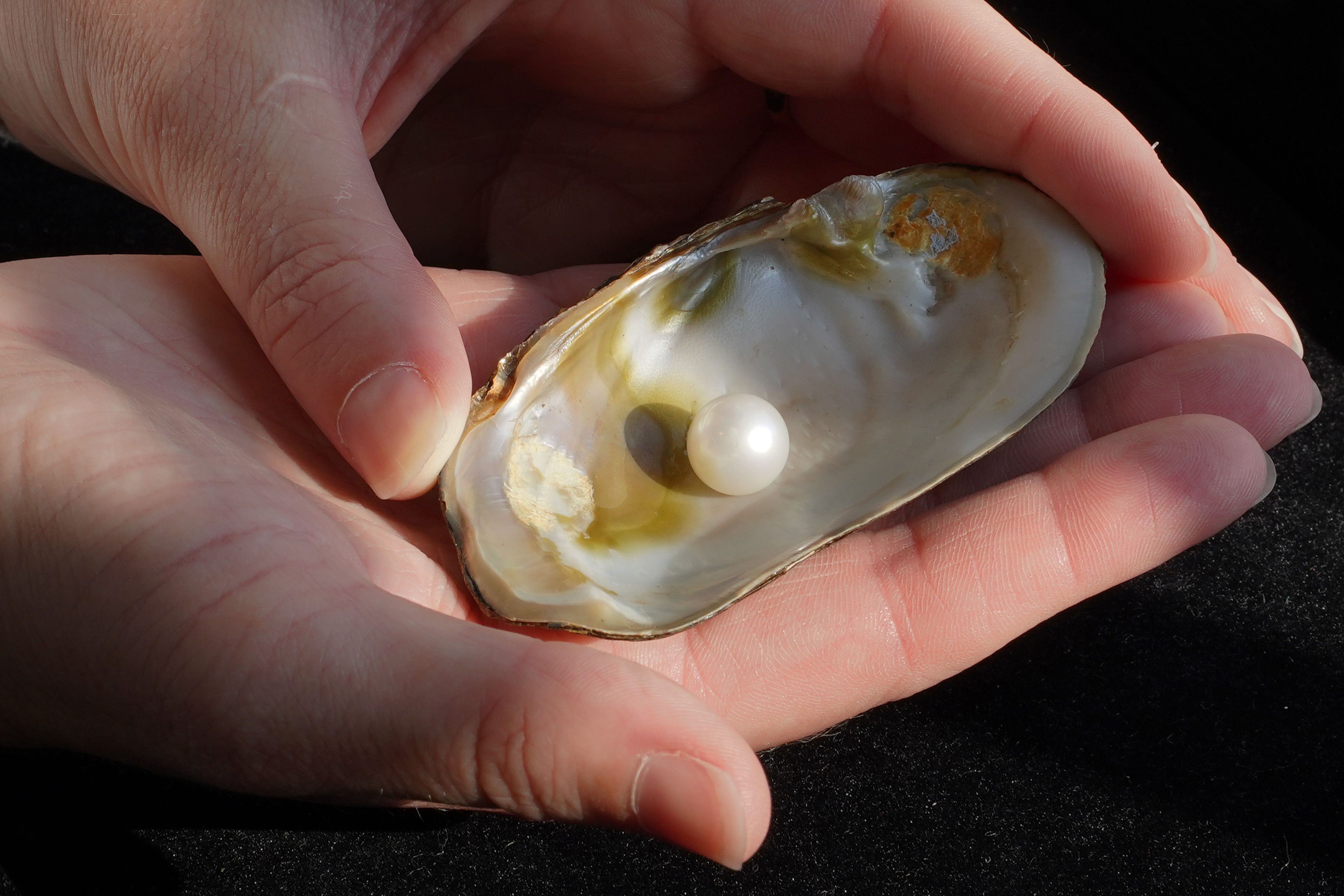 A close-up of the Abernethy Pearl in a shell, held by hands