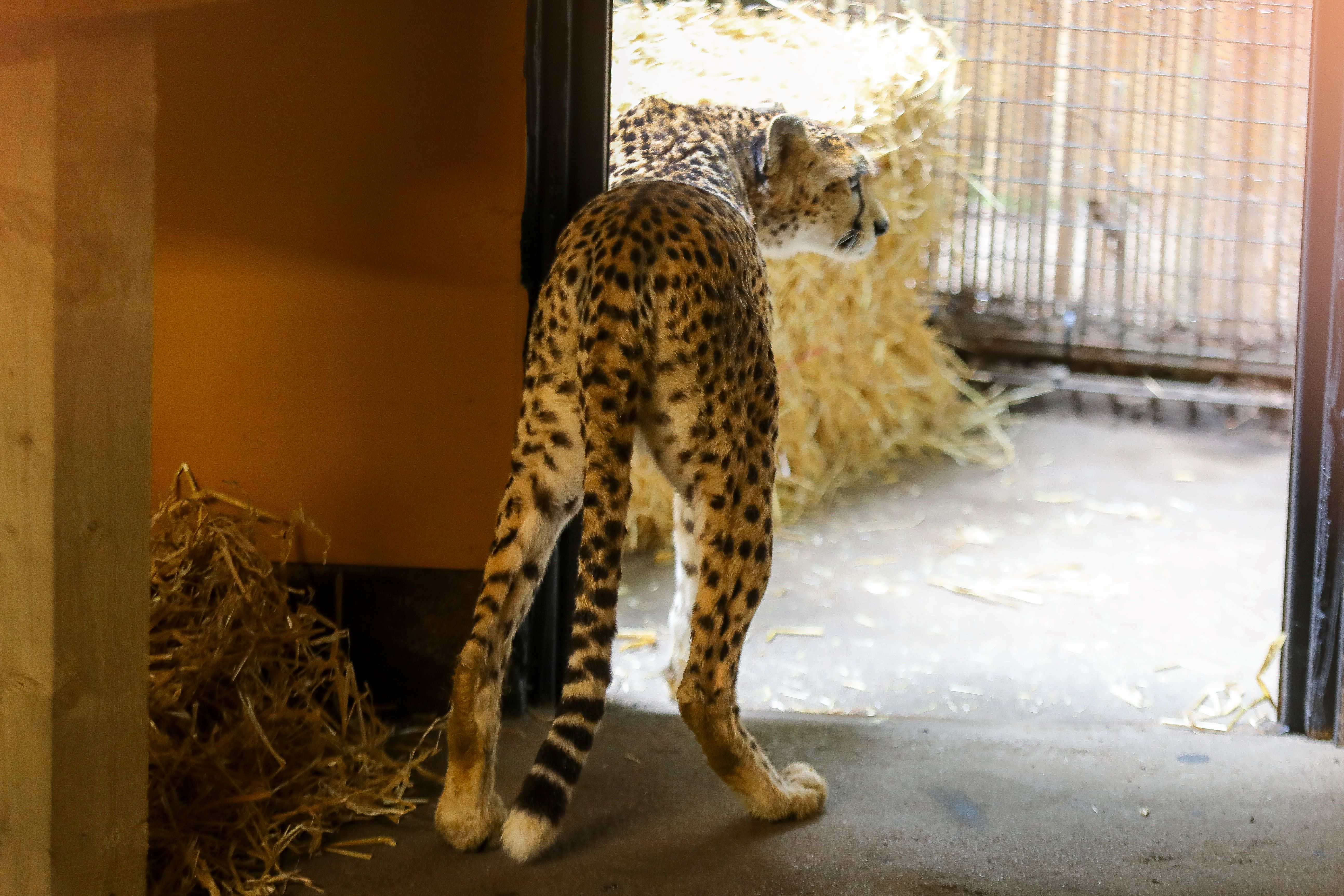 Cheetah in an enclosure, seen from behind