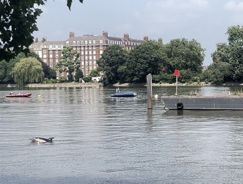 The dolphin in the River Thames on Thursday.