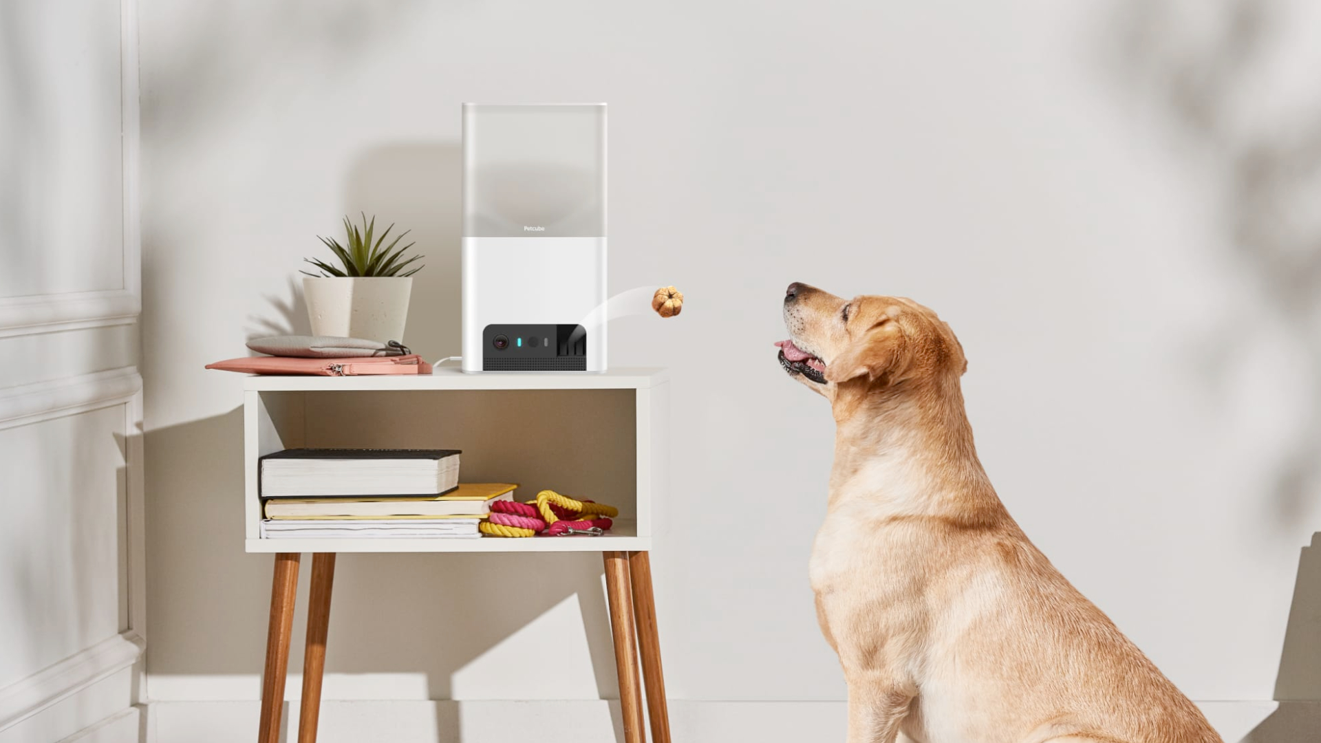 A dog getting a treat from the Petcube Bites 2 Lite (£148.99, Amazon)