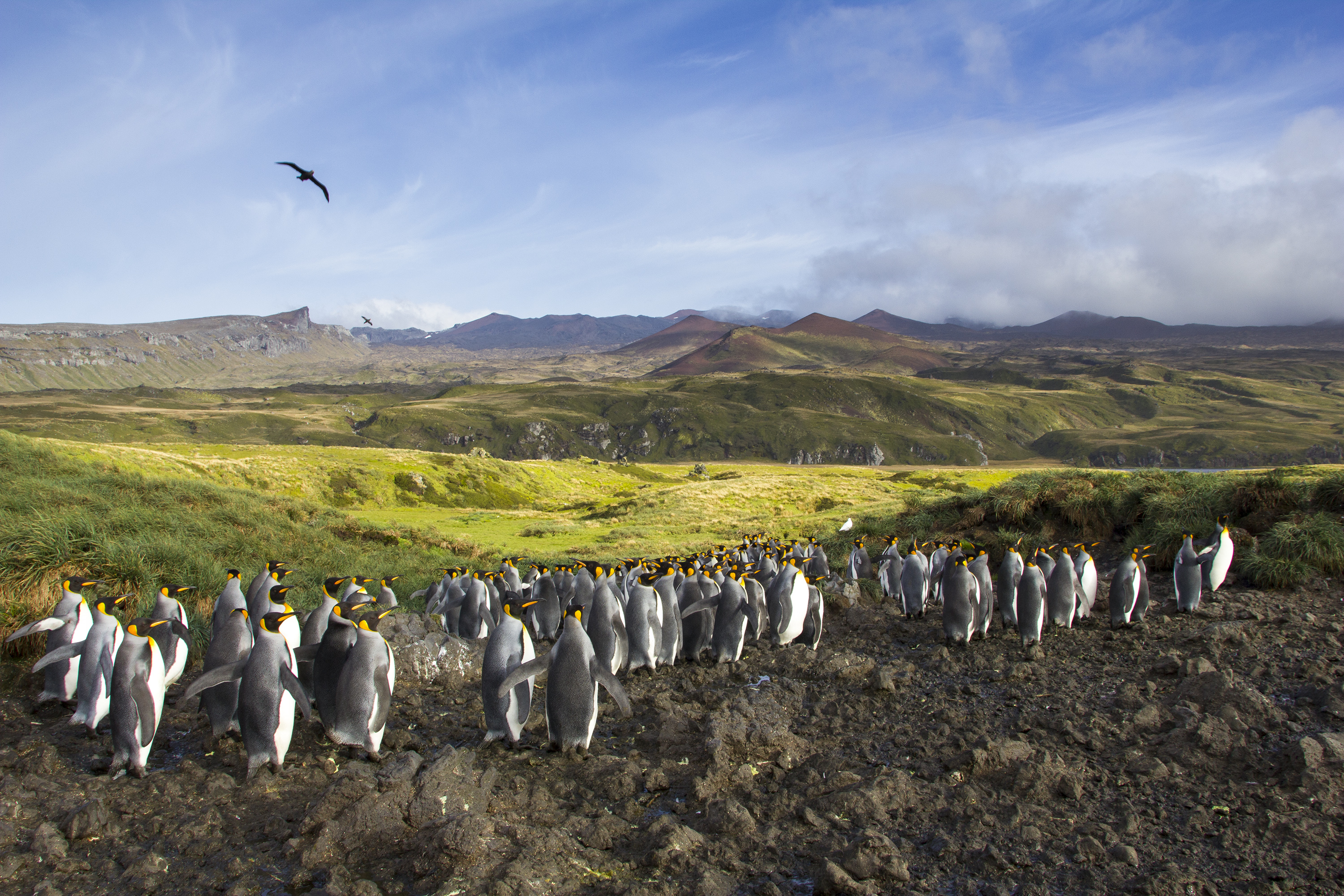 A crowd of King Penguins with a view of Marion Island's landscape behind