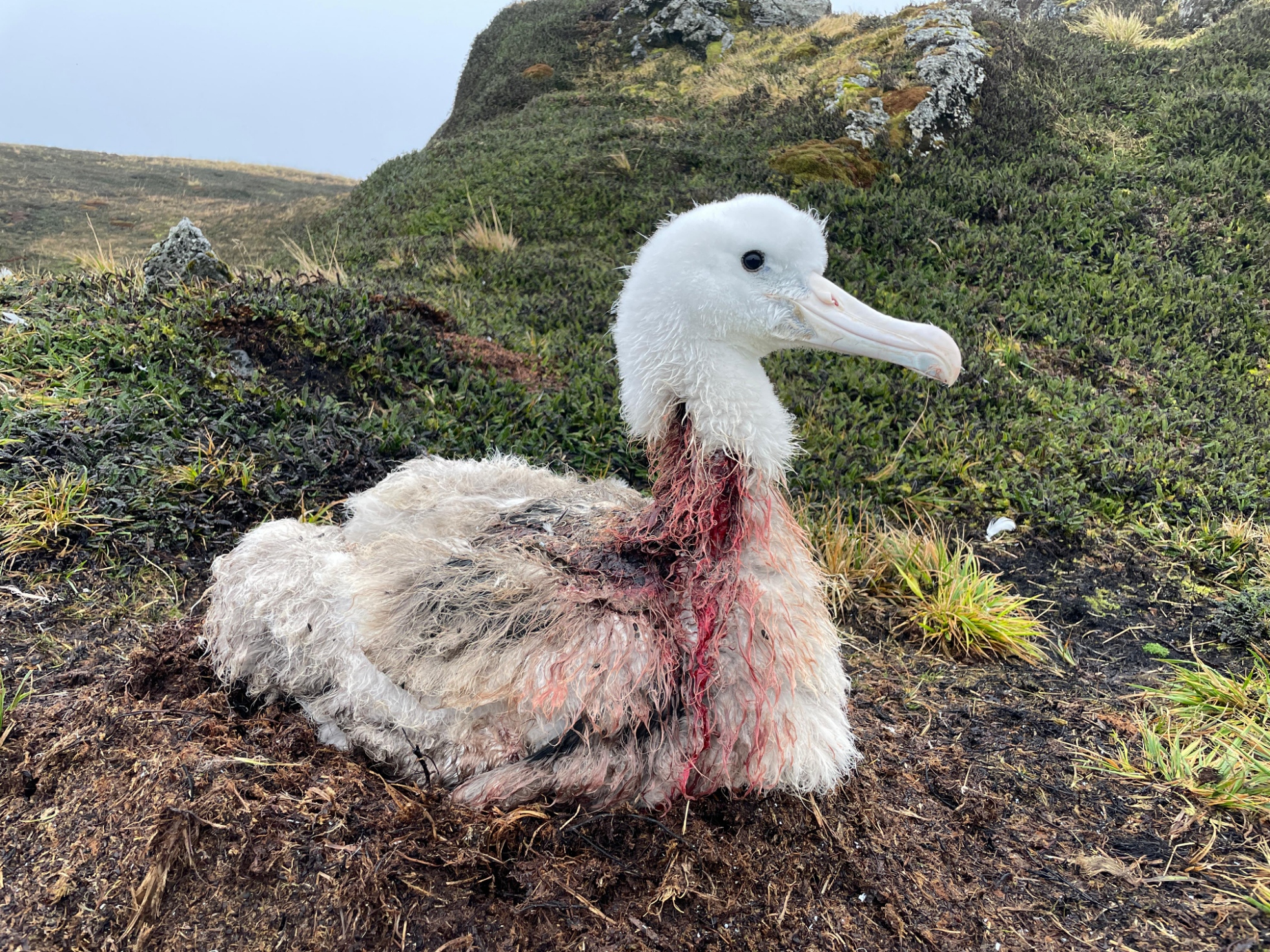 Albatross chick with bloody neck wounds