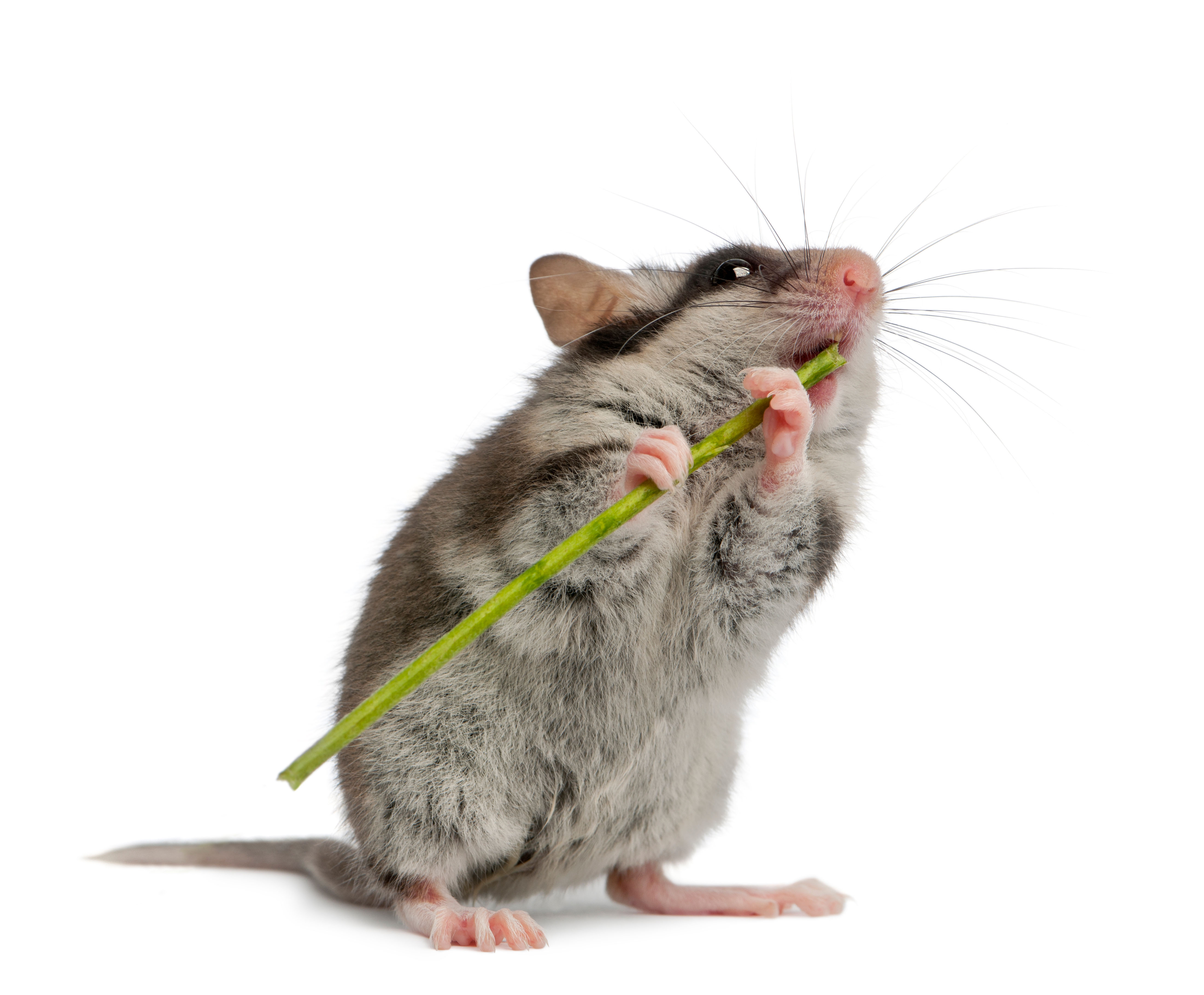 a garden dormouse eating a plant stem against a white background