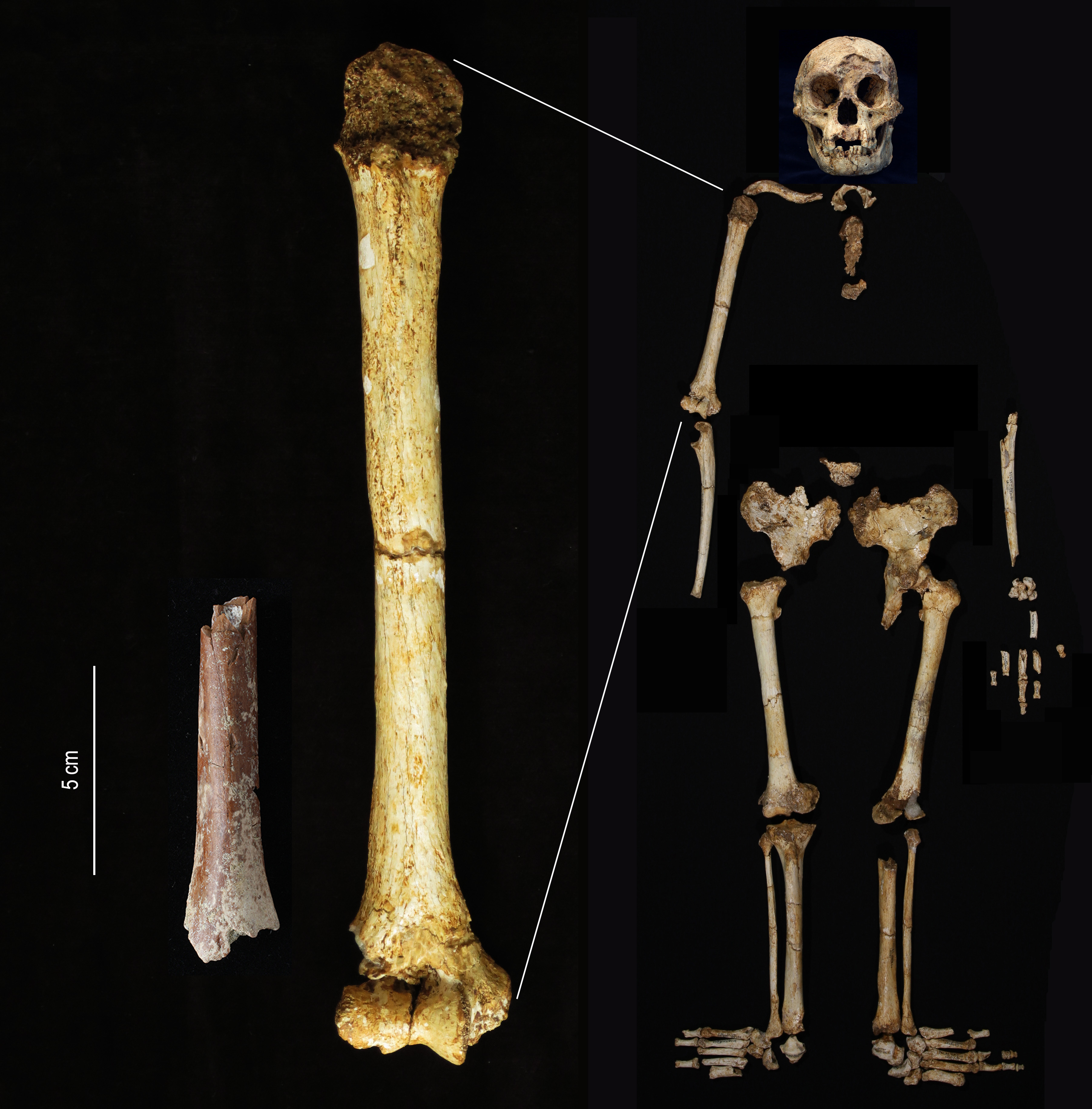 The Mata Menge upper arm bone fragment, left, shown at the same scale as the humerus of Homo floresiensis